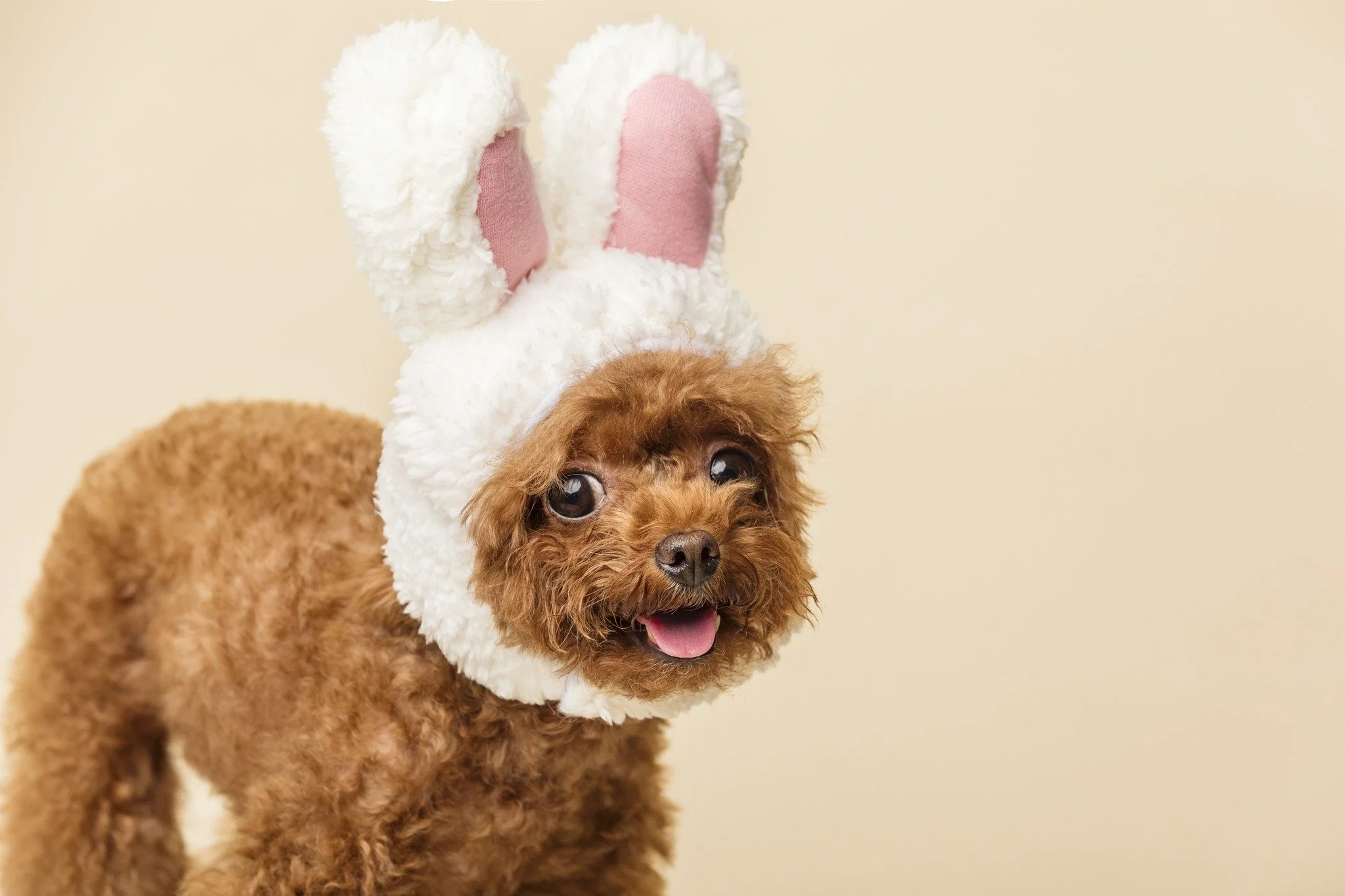 CLOSED EASTER DAY! 🍑🐾

We will be closed this Sunday April 5, to celebrate the Easter holiday.  Come see us any other time! 

In addition to the best DIY Dog Wash experience available, we&rsquo;ve got:
 🦴 Bone &amp; Treat Bars
 🐕 Stylish Leashes 