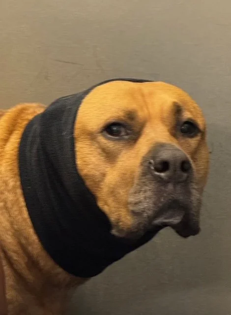 Shishito (the spicy pepper pupper).jpg