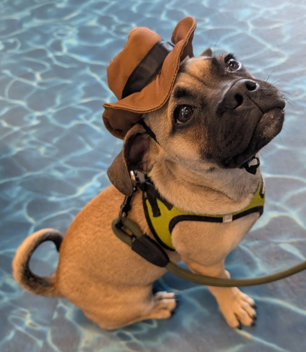 PUP WITH HAT.JPG