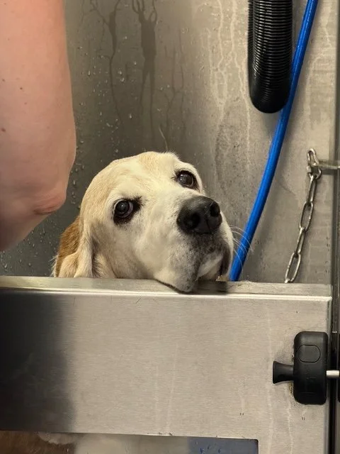 EMMY LOU BASSET.jpg