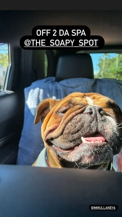 BULLIE.jpg