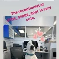 DOG63.jpg