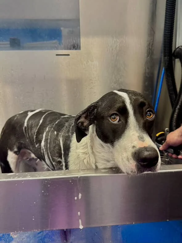 NELLIE BATH.jpg
