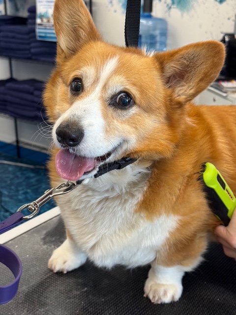 MONTY CORGI.jpg