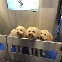 DOG101.jpg