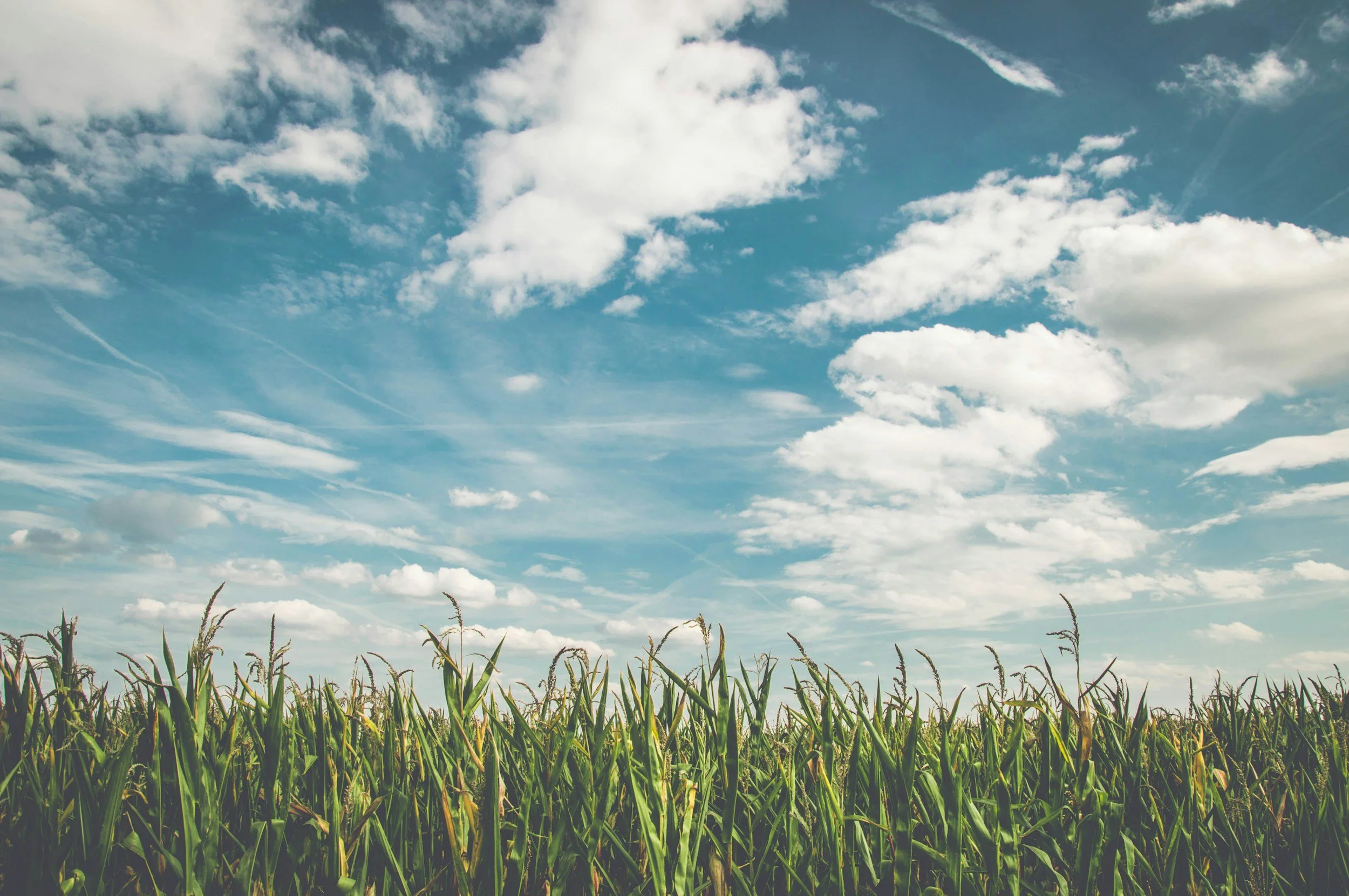A green field of tall grass under a blue sky with scattered white clouds.