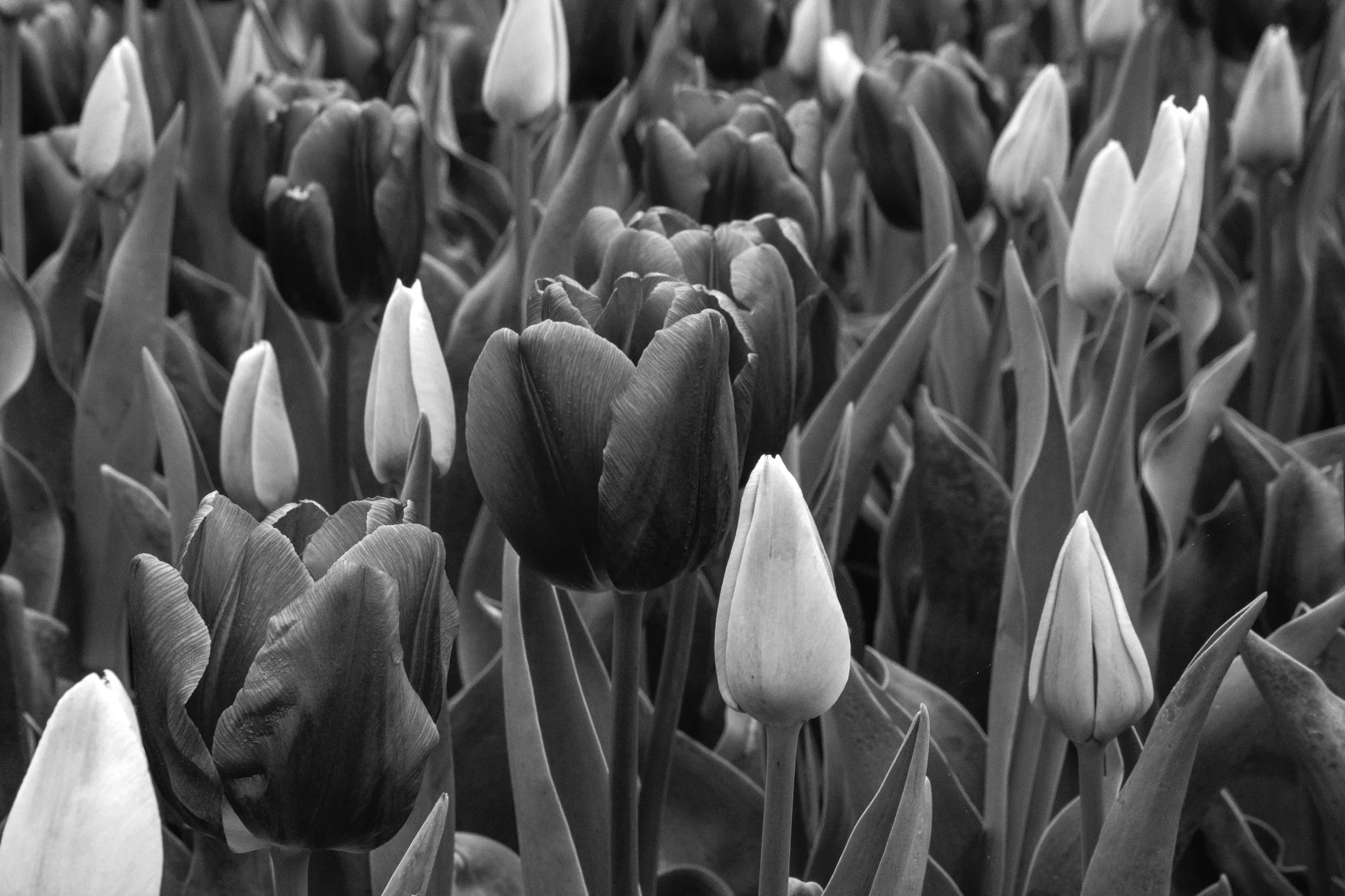 Black and white photograph of tulips in a garden, with various tulip buds and blooms at different stages of development.