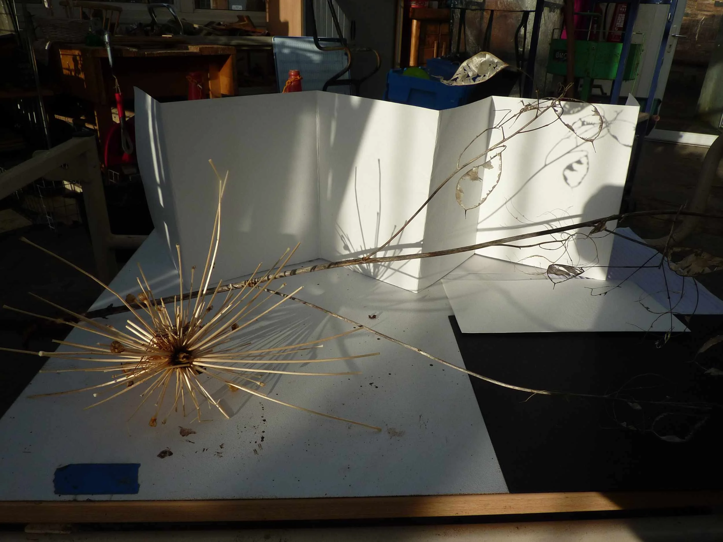 Dried allium seed head skeleton and honesty stems with papery pods arranged on a white board with dramatic shadows in the Garden Series.