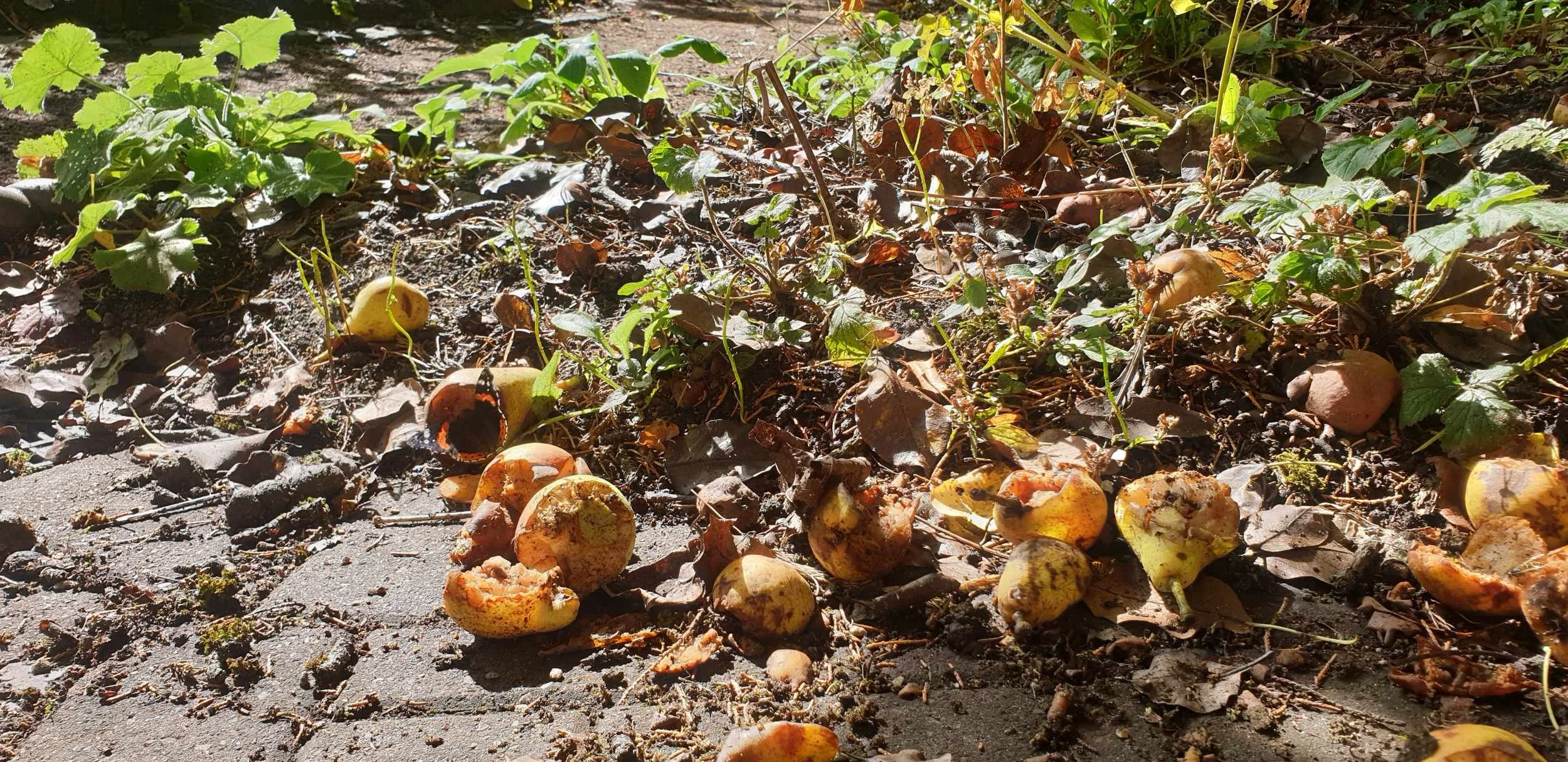 Fallen and decaying apples and pears scattered on garden cobbles with autumn plants behind, found during a Garden Series session.