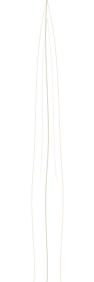 Veins of a leaf illustration.