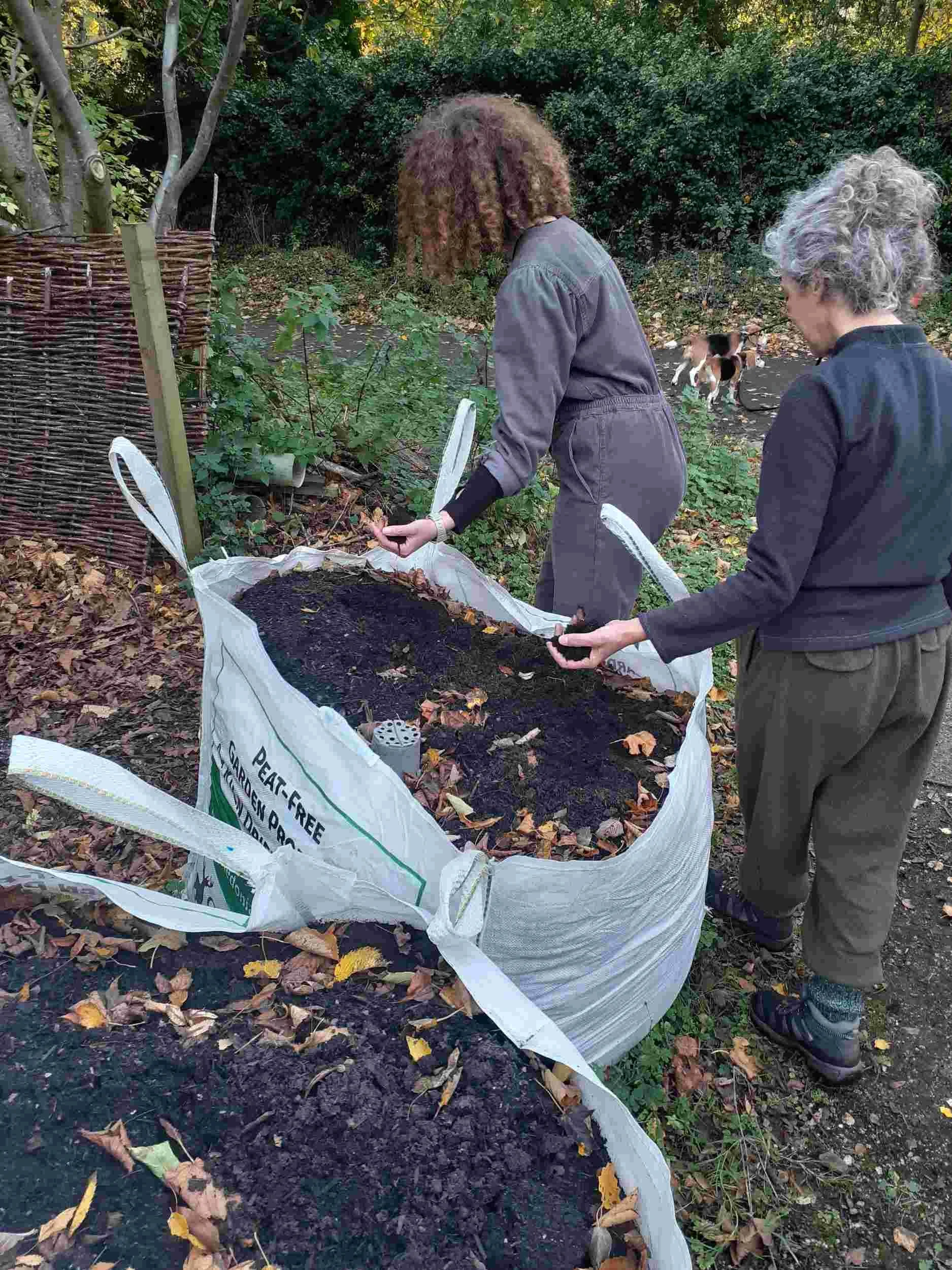 wo people plant into a large bag of peat-free compost in an autumn garden surrounded by fallen leaves and green hedgerow.