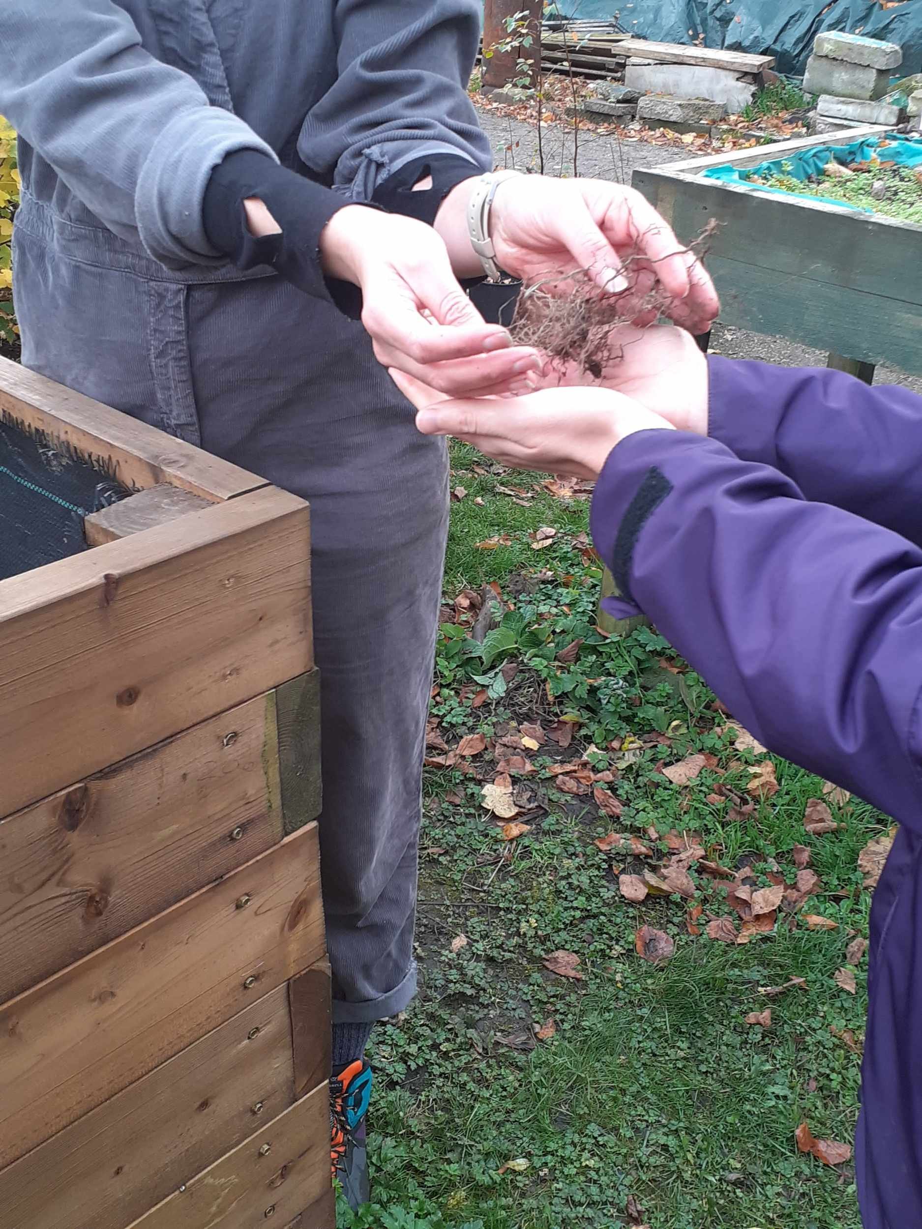 Two participants examine plant roots together beside a wooden raised bed in an autumn community garden during the Garden Series.