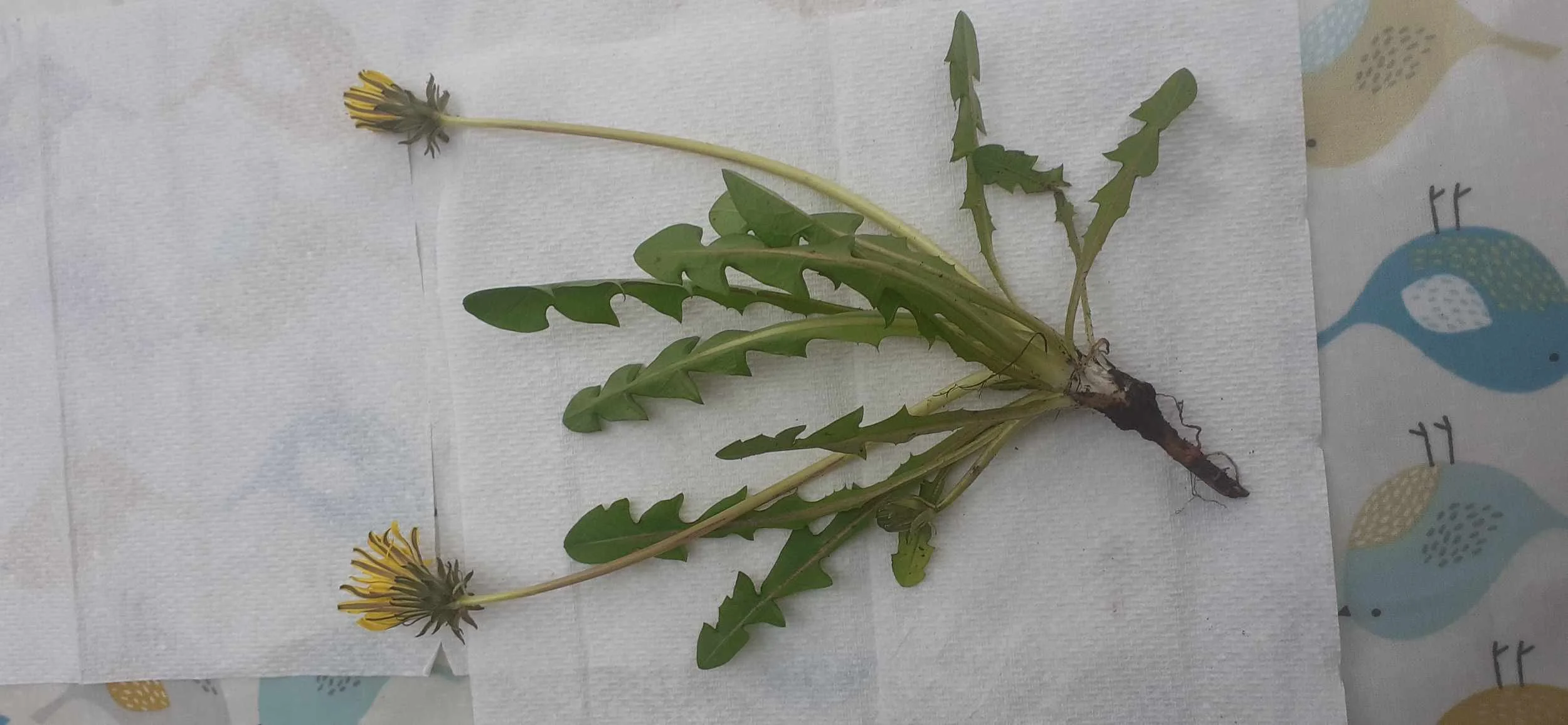 garden-series-dandelion-whole-plant-root-observation.jpg