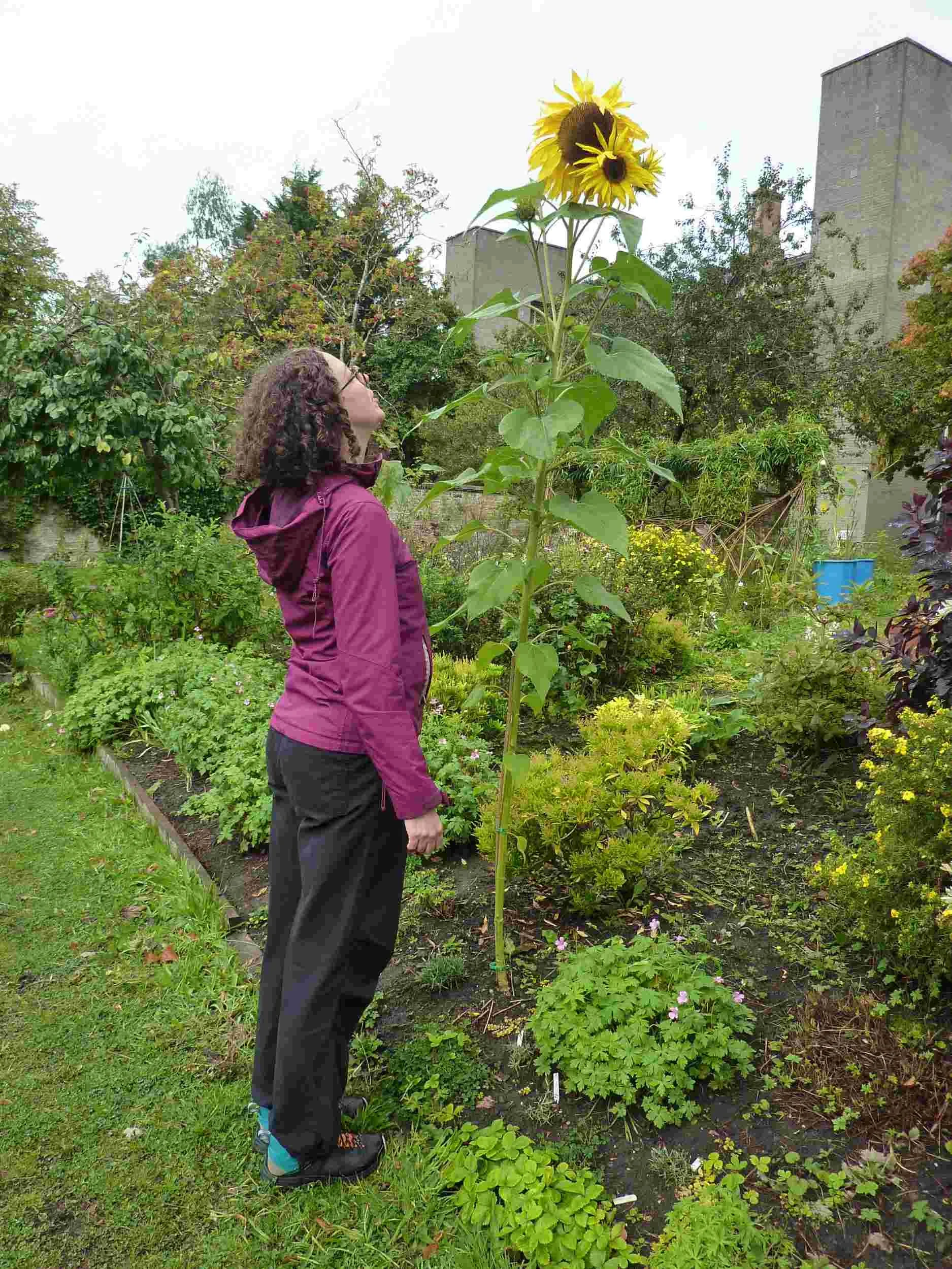garden-series-participant-sunflower-community-garden.jpg