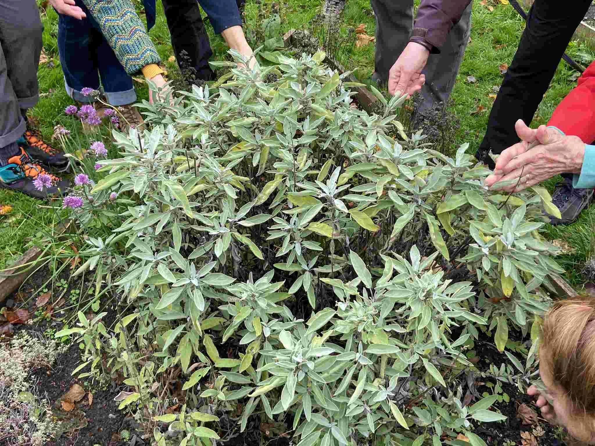 garden-series-group-hands-sage-plant-community-garden.jpg