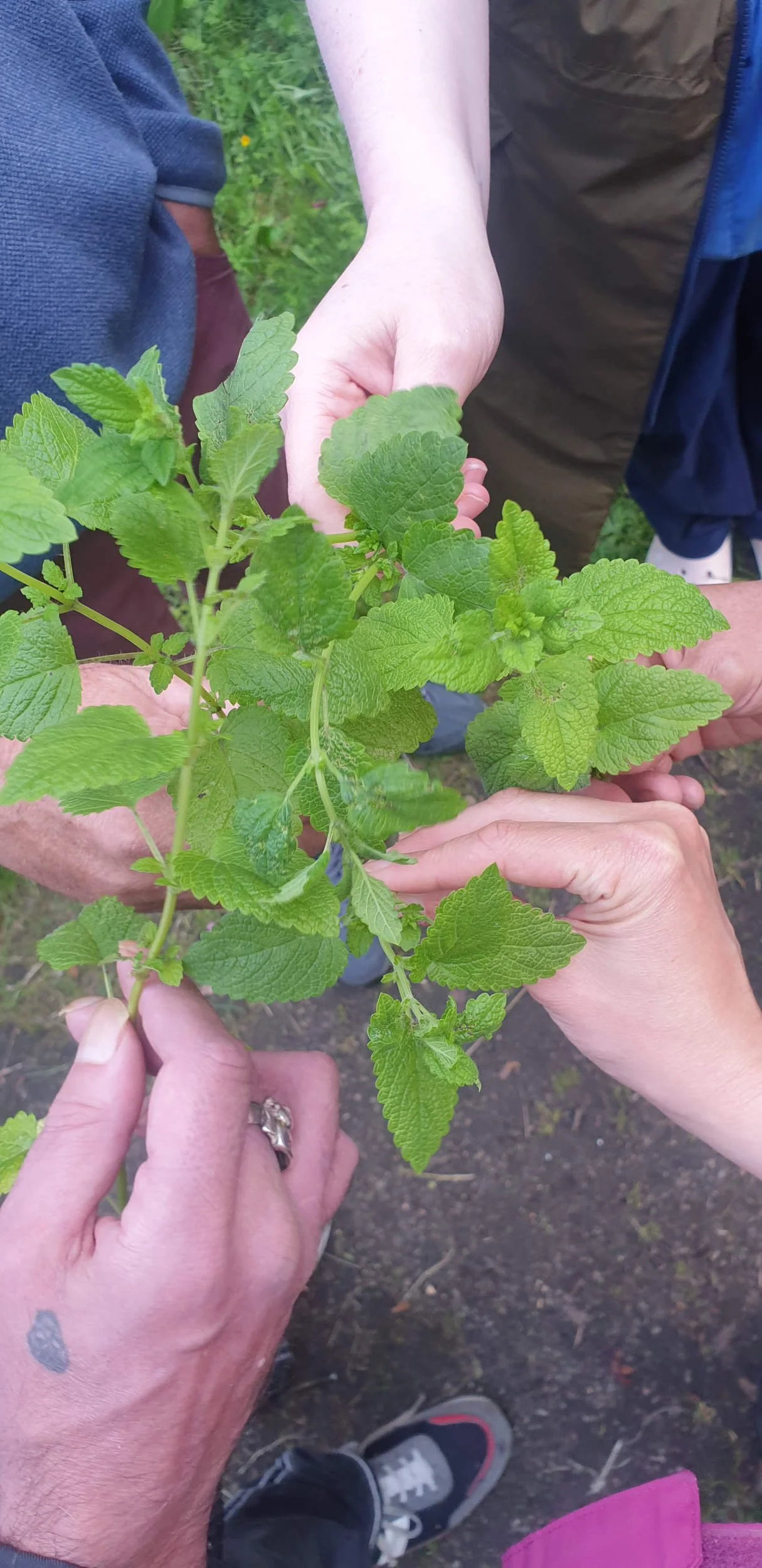 Multiple hands from a group hold and examine a sprig of lemon balm together outdoors during a Garden Series session.