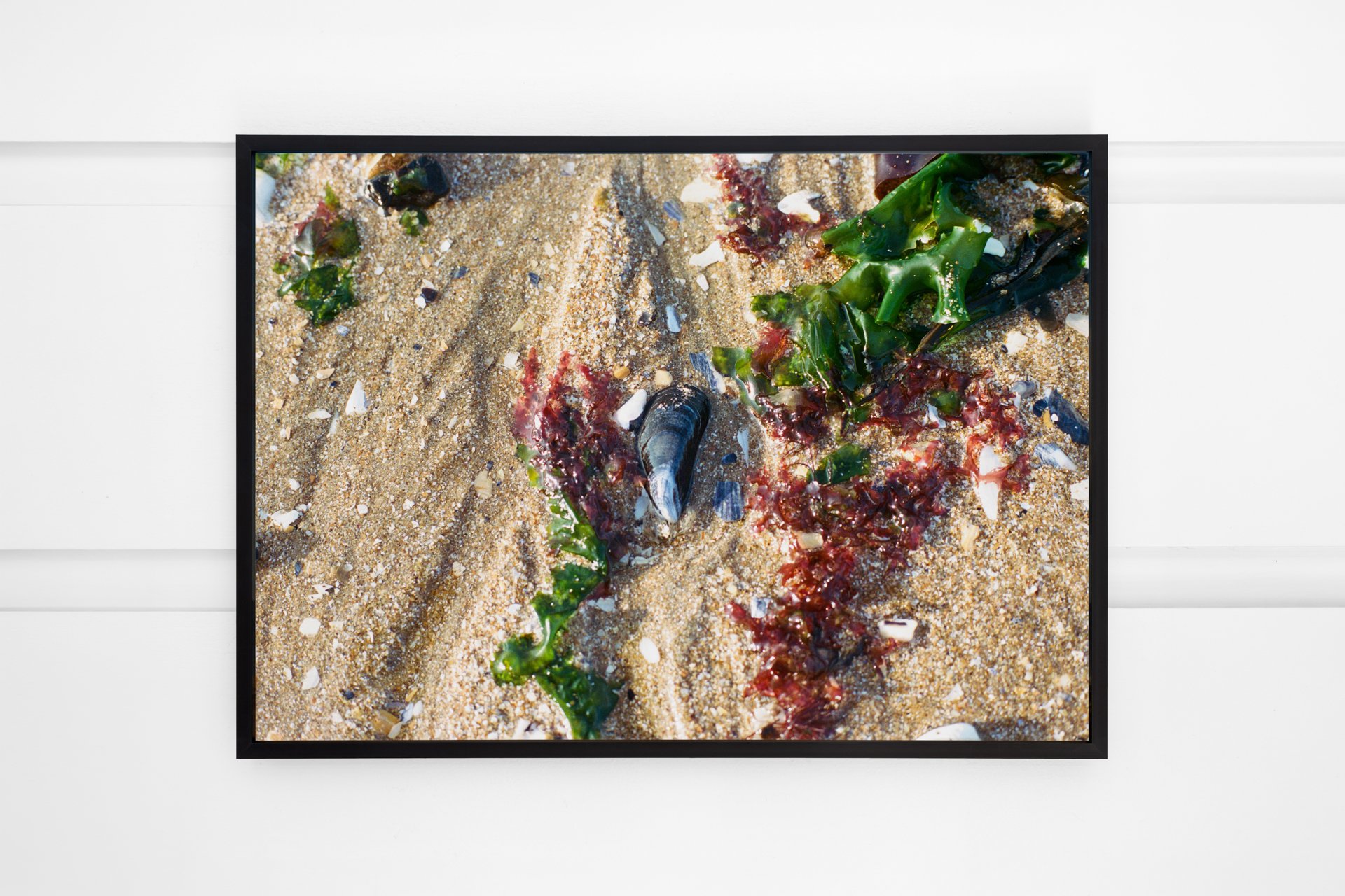 _DSC7650 - MARGATE MUSSEL_1.jpg