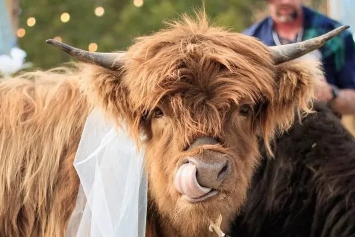 A highland cow with long hair and horns, wearing a white veil and sticking out its tongue.