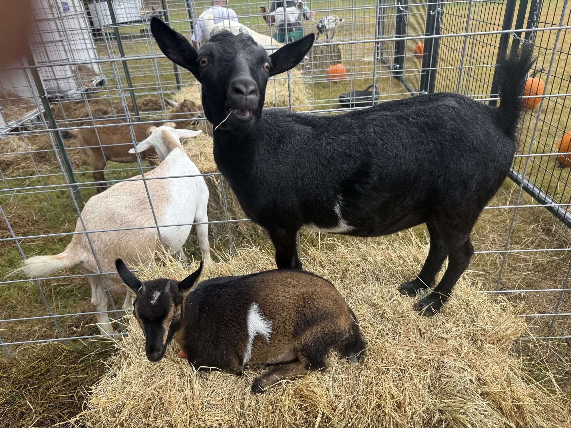 A group of goats in a fenced enclosure, with one black goat in the foreground and several other goats of different colors behind it.