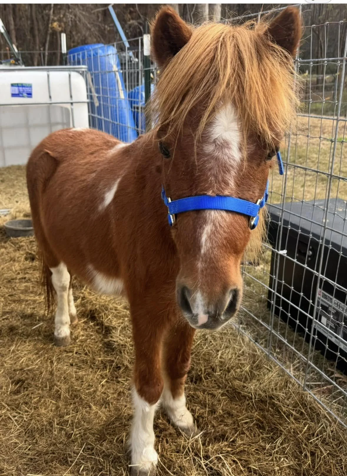 A small brown and white pony wearing a blue halter, standing inside a fenced area on a farm with straw-covered ground and farm equipment in the background.