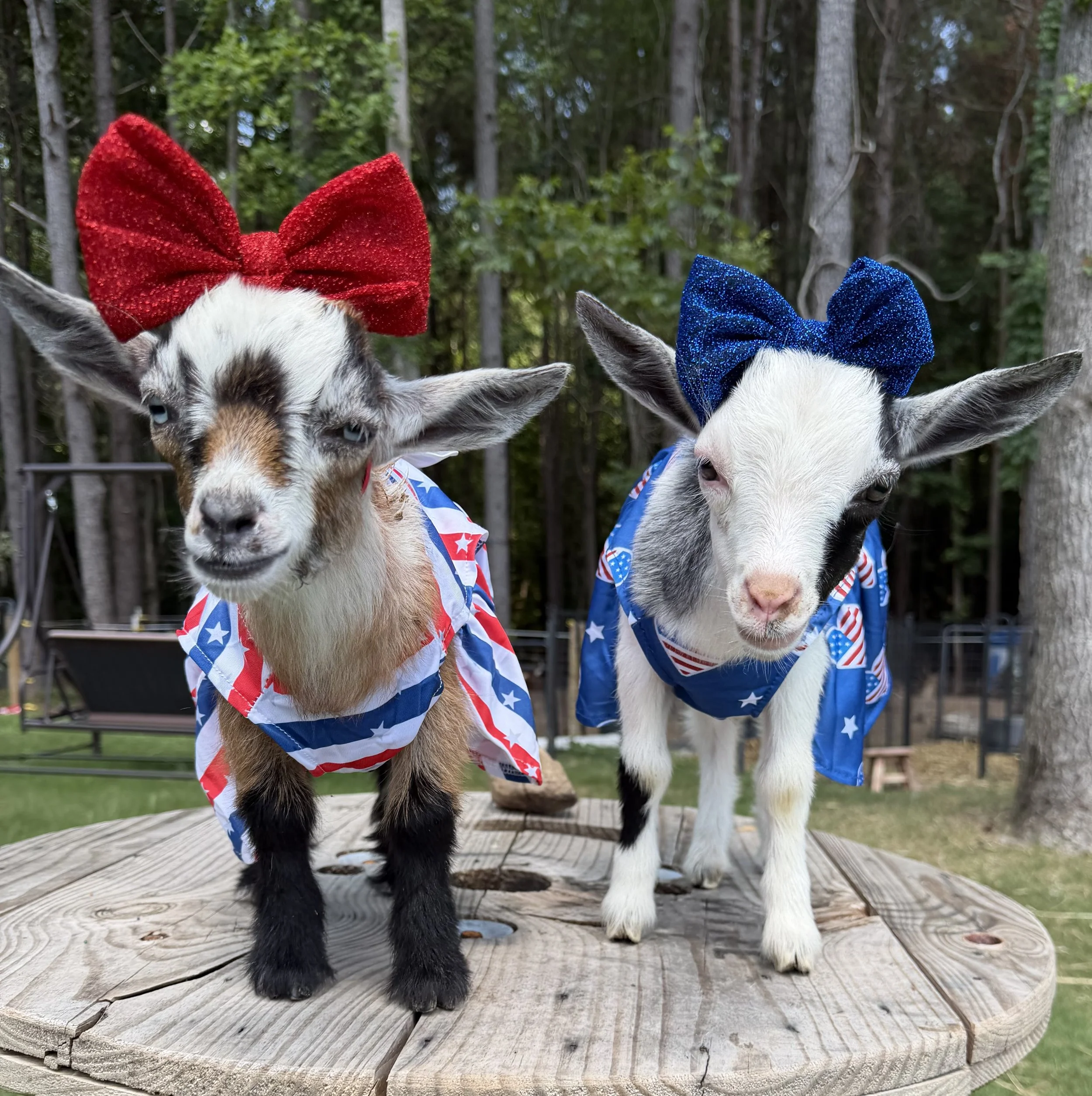 goats in costume