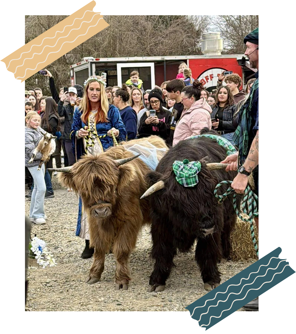 Two Highland cattle with long horns and colorful scarves on their heads, standing in front of a crowd of people at an outdoor event, with some taking photos.