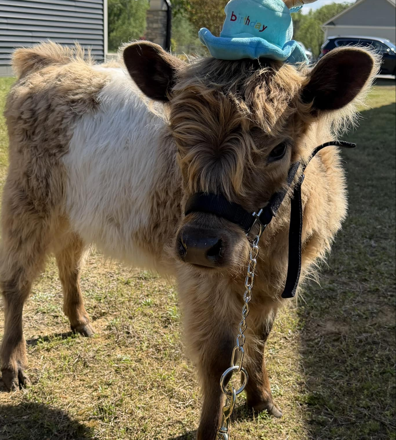 A brown and white calf wearing a blue birthday hat outside on grass, with a background of a house, tree, and parked cars.