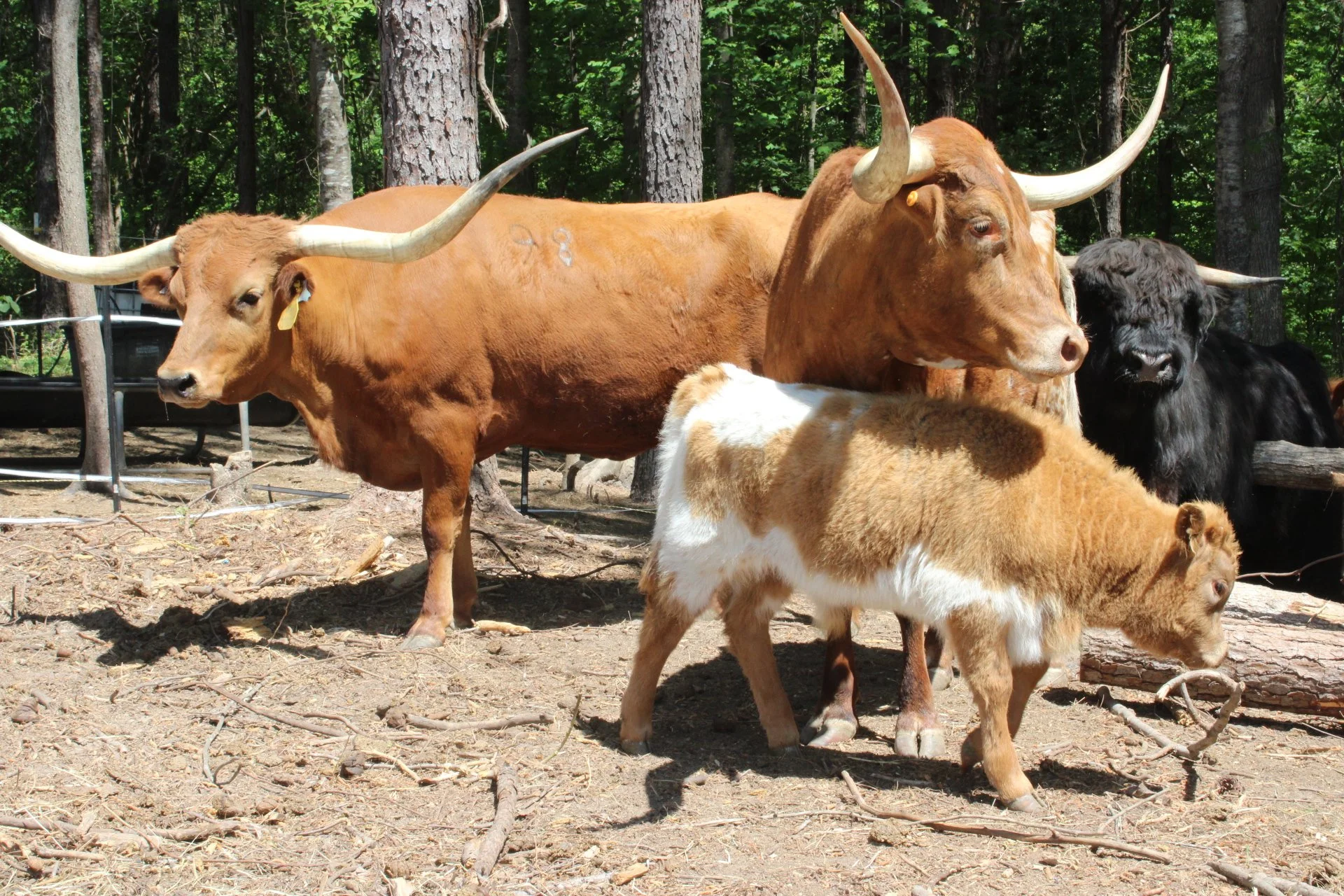 A group of bison, including a large brown bull with long curved horns, in a wooded area with tall trees and dirt ground.