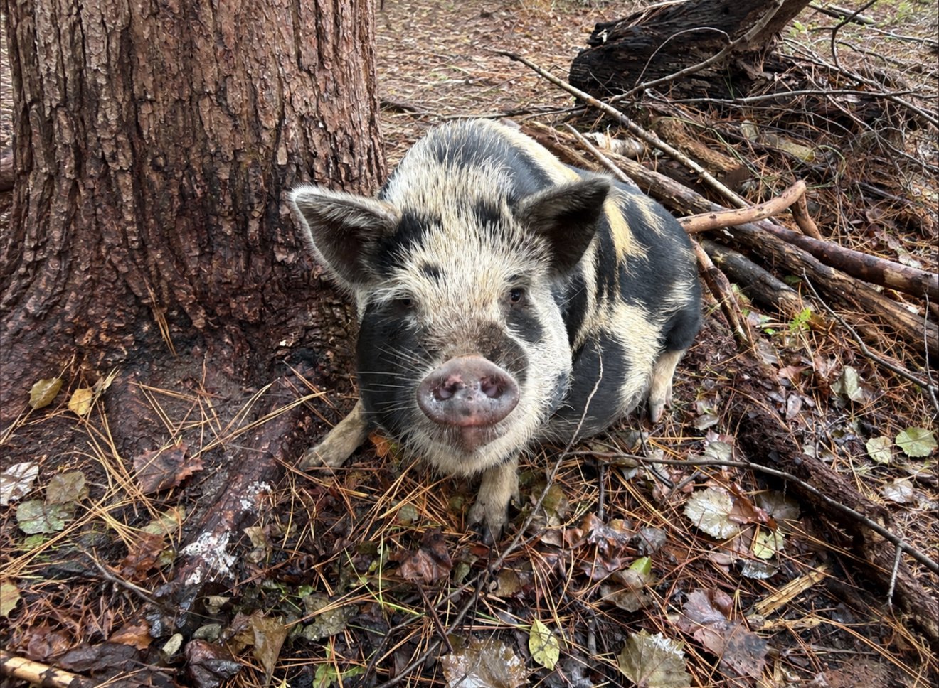 A piglet with black and white markings sitting on wet forest ground beside a tree and among fallen leaves and twigs.