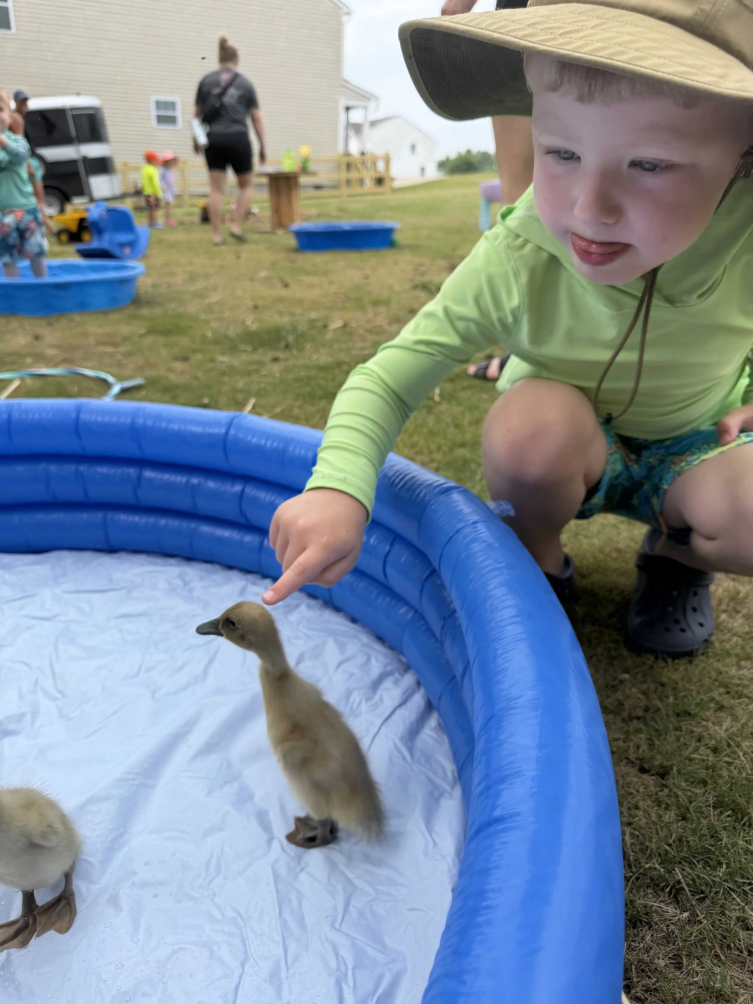 A young boy with a beige wide-brimmed hat and a lime green hoodie crouches by a blue inflatable pool, pointing at small ducklings inside the pool. In the background, there are adults and children near a house on a grassy yard, with various toys and potted plants around.