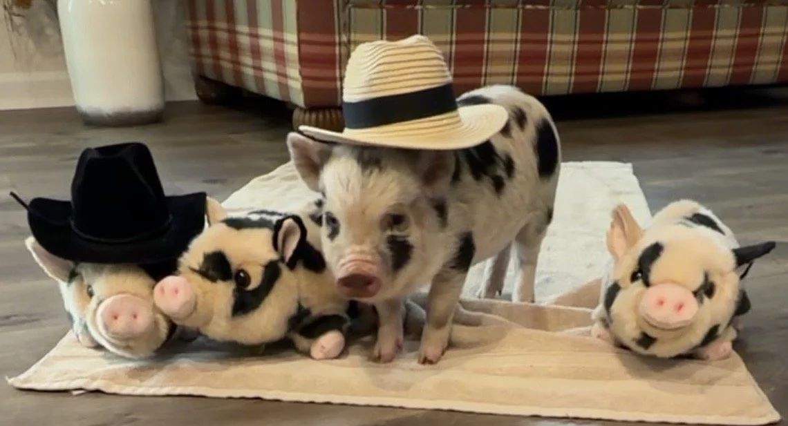 A piglet with black and white spots is wearing a straw hat, surrounded by two plush pig toys with black and white spots wearing small cowboy hats, on a blanket in a living room.