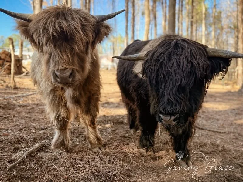 Two Highland cattle, one with a brown shaggy coat and the other with a black shaggy coat, standing outdoors on dirt with trees in the background.