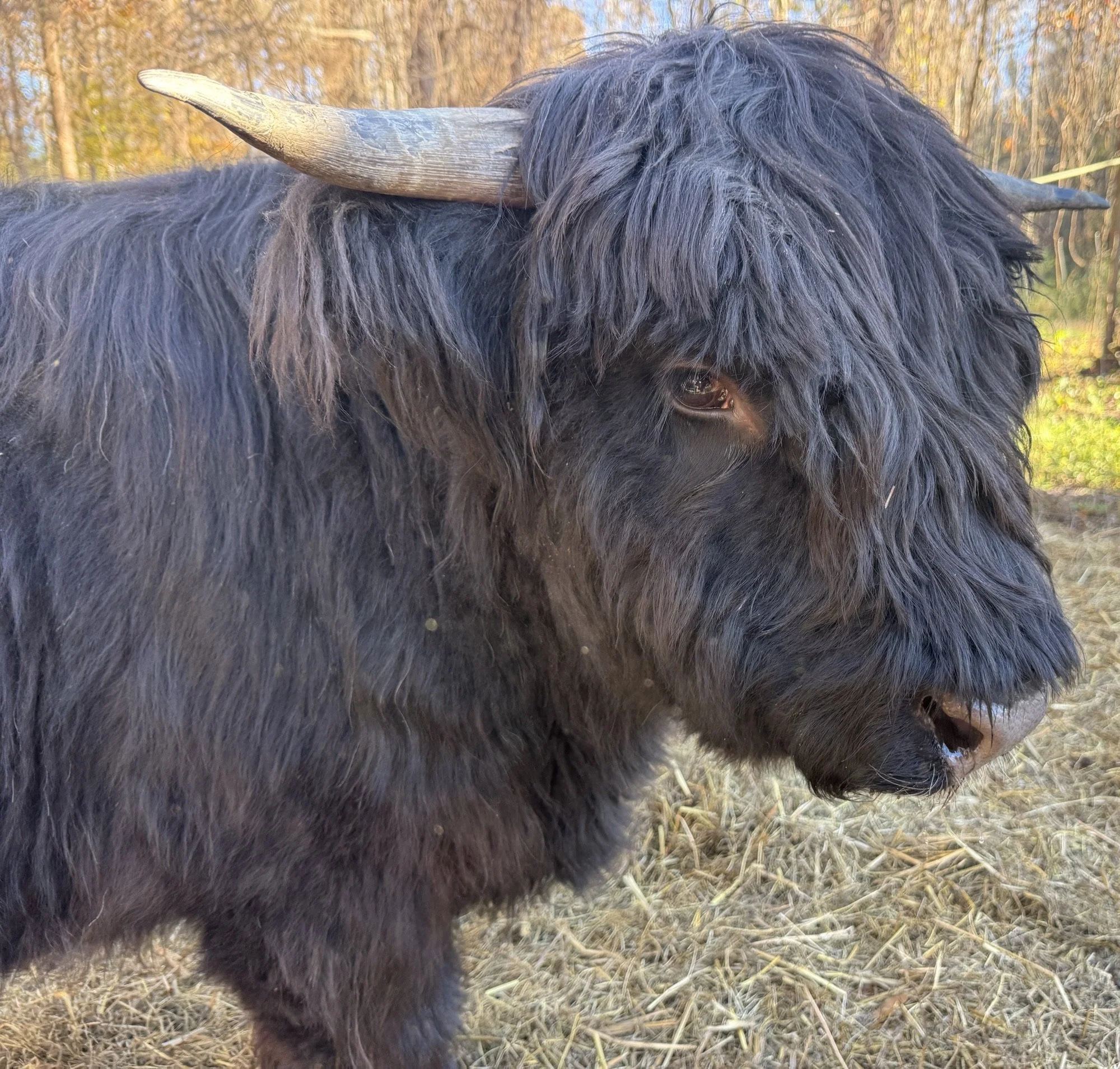 Close-up of a highland cattle with long black hair and a single curved horn on a farm with trees in the background.