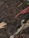Kembagan - After