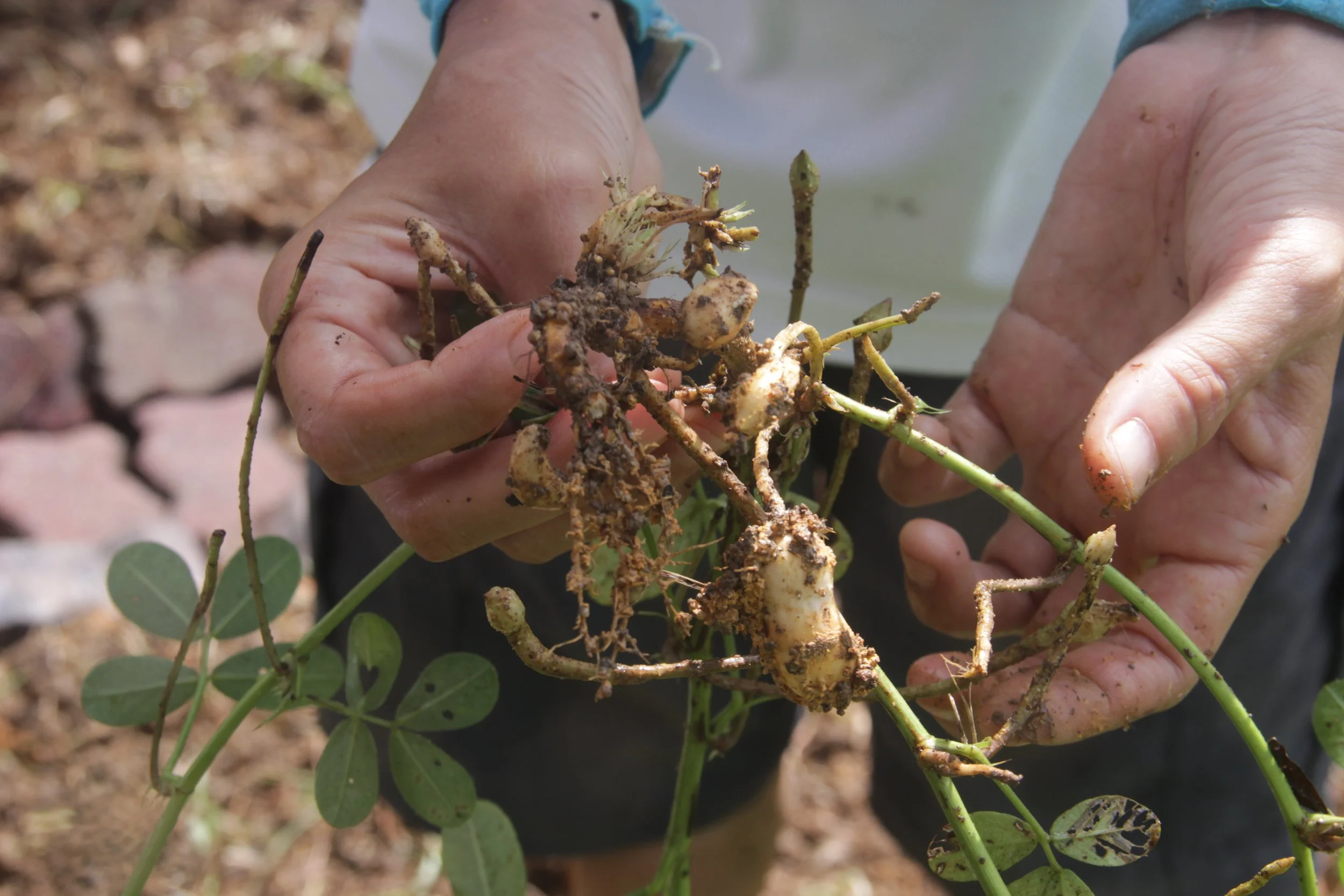 The Quiet Workers: Plants that Regenerate Soil
