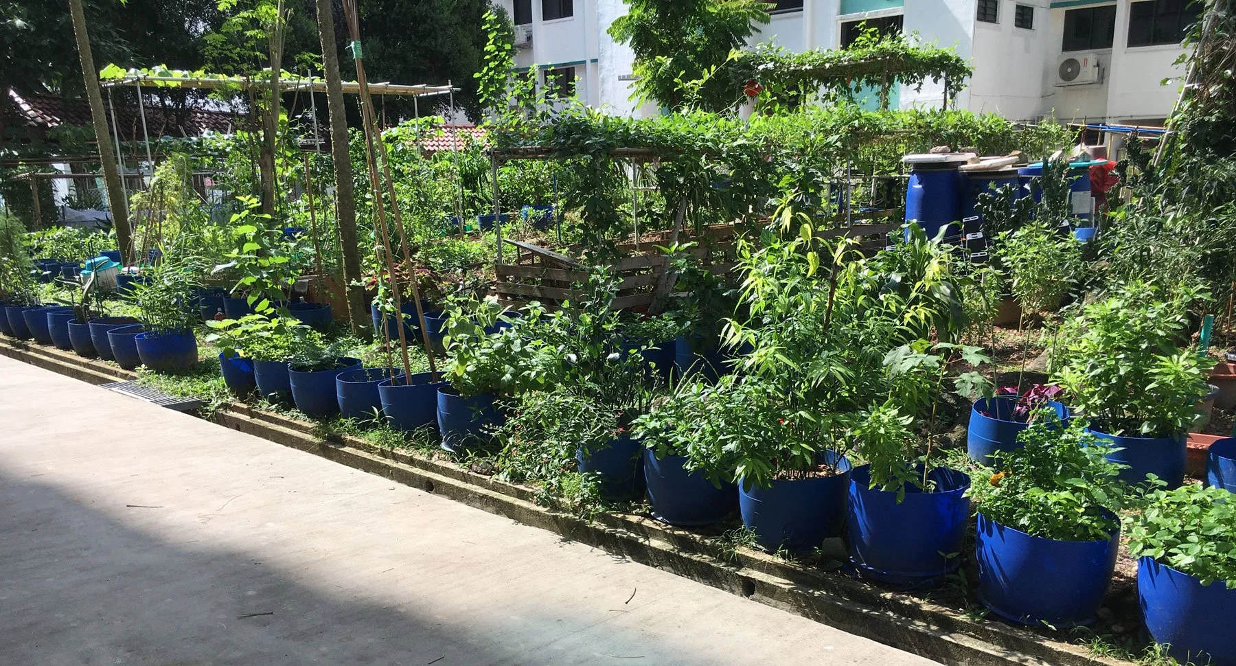 People, Soil, and Shared Purpose: Lessons from Resilient Gardens</span>