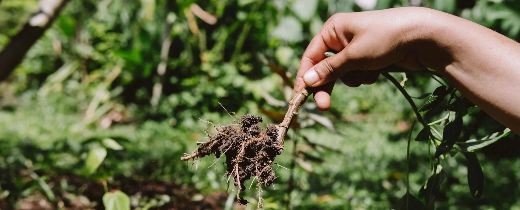 Soil Regeneration in Singapore