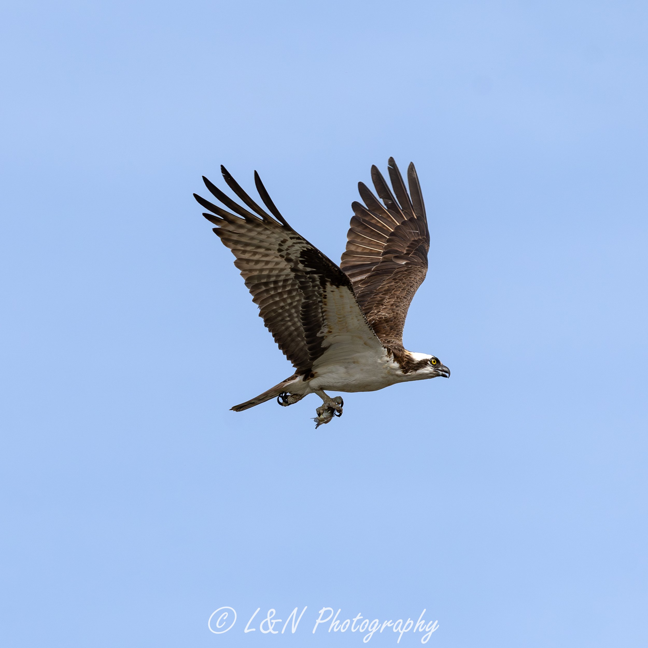 IMG_8573-Enhanced-NR.jpg