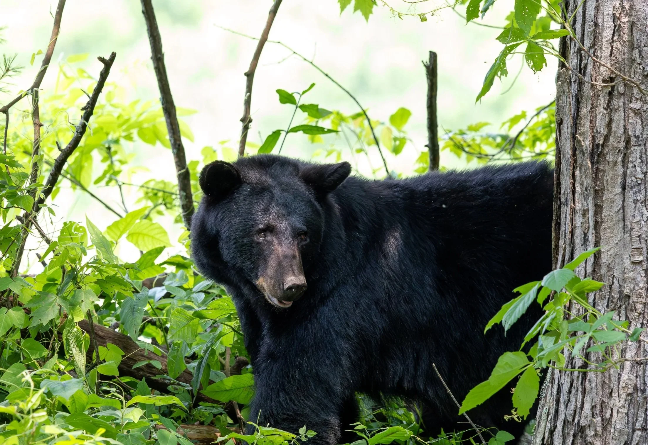 A black bear in a green forest surrounded by leaves and trees.