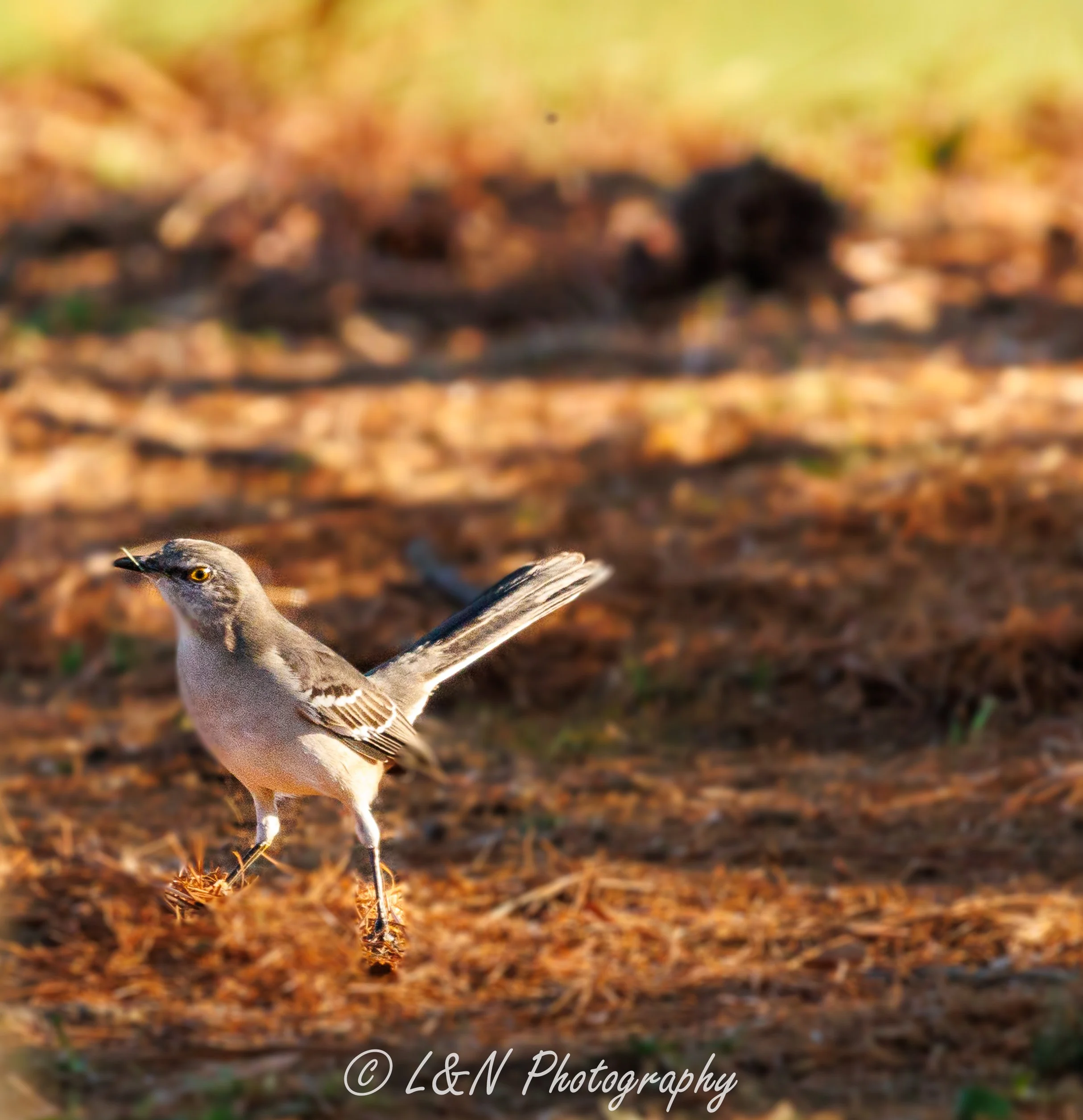 LN_Photo_-10.jpg