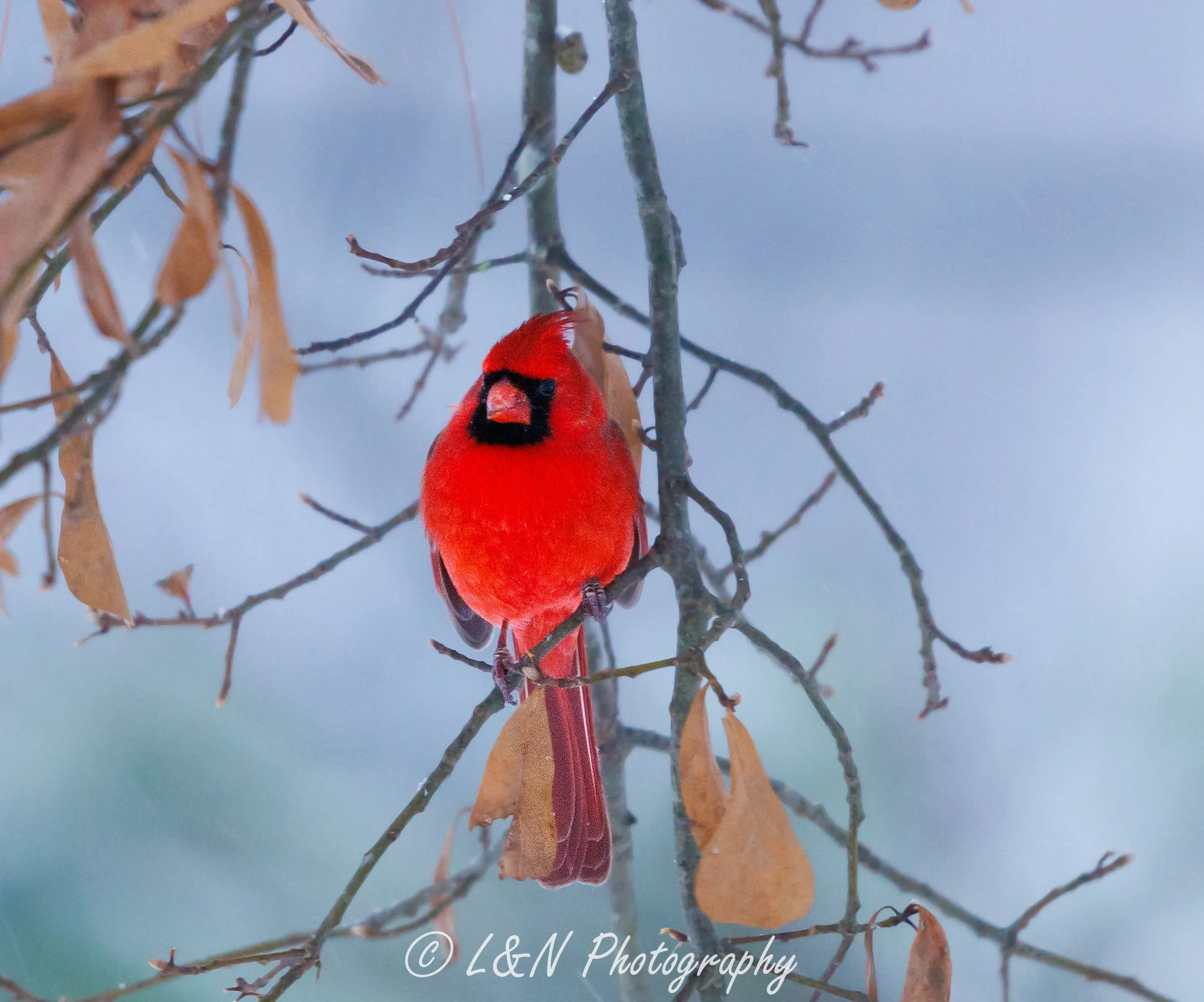 LN_Photo_-30.jpg