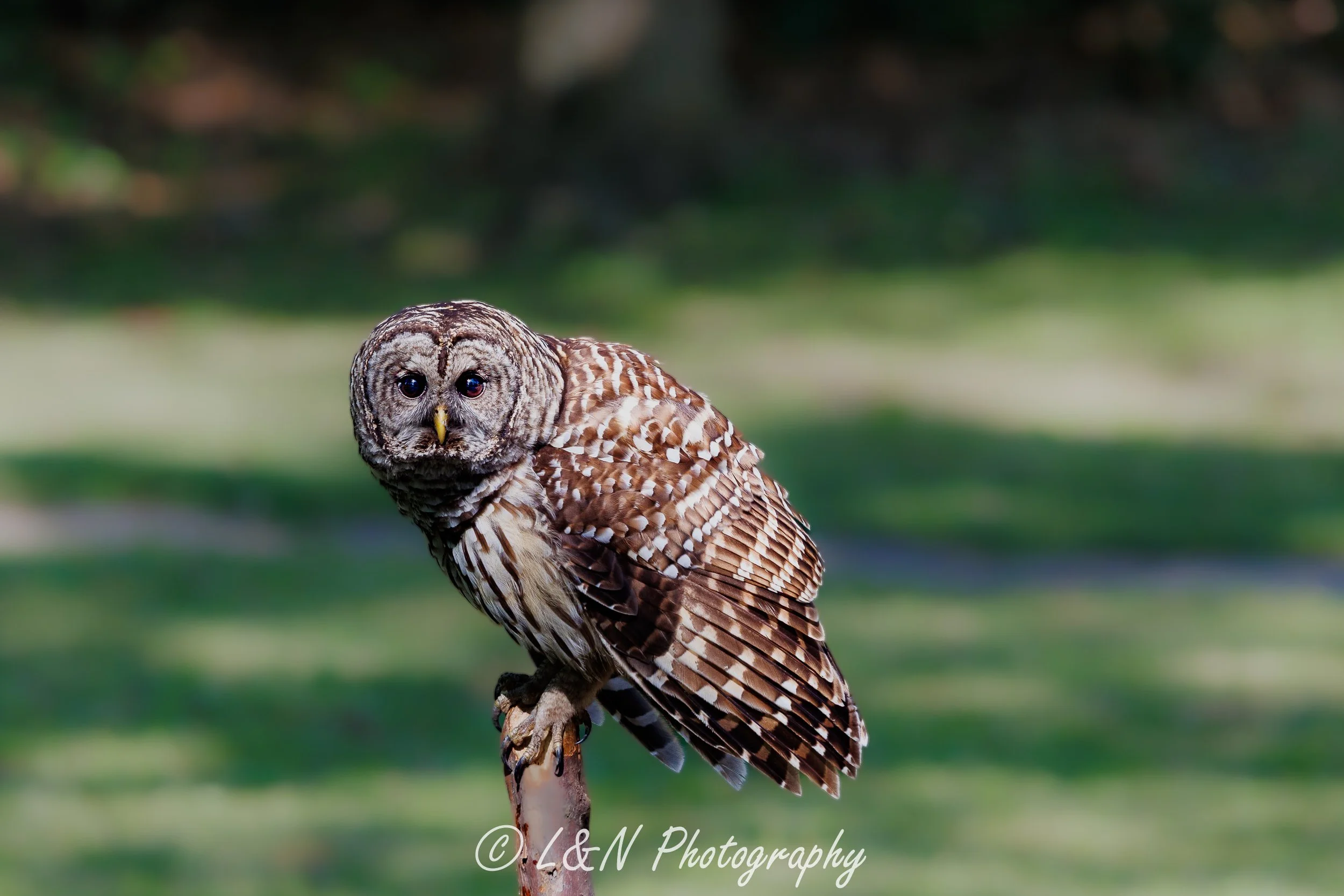 LN_Photo_-60.jpg