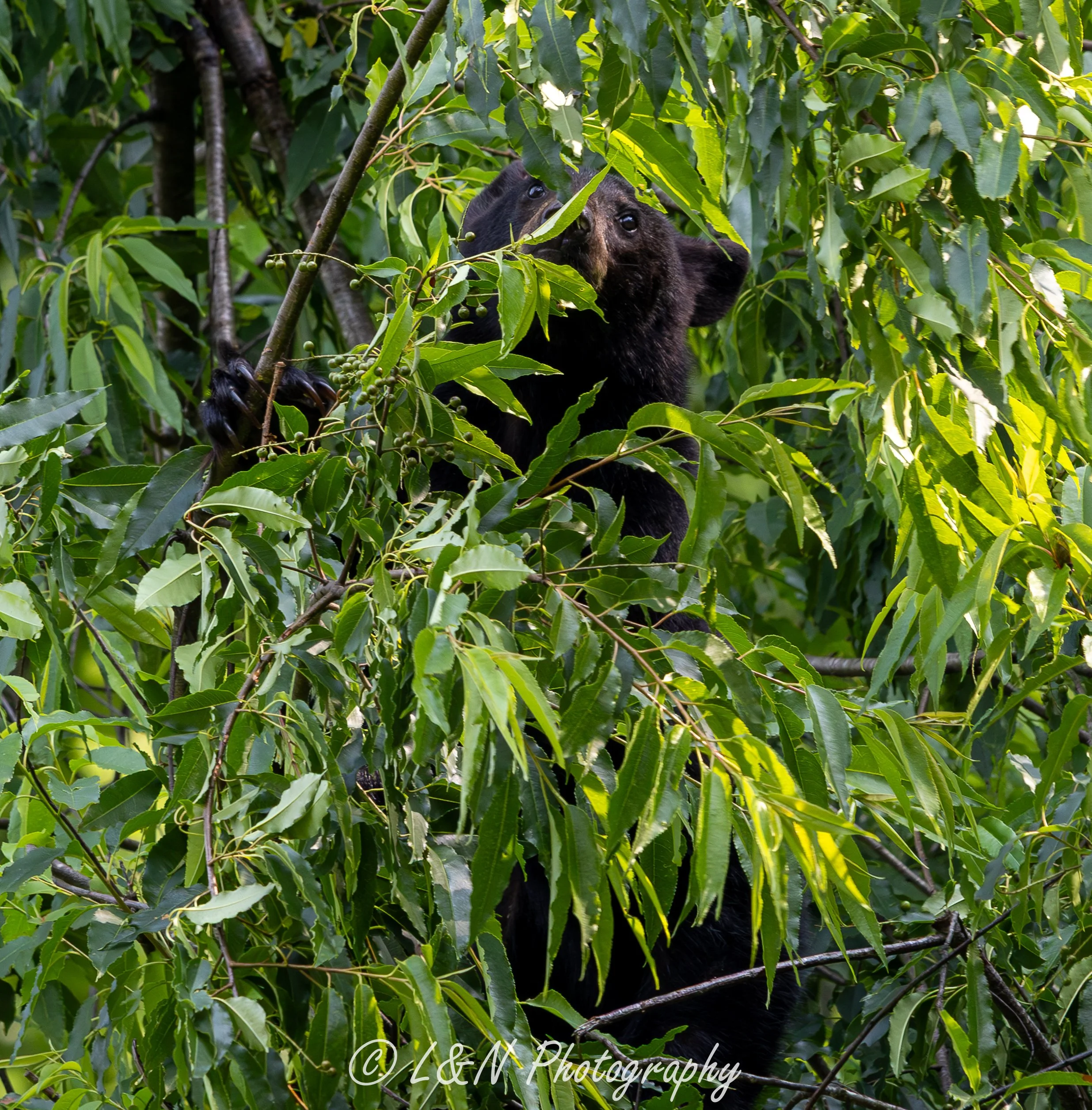 LN_Photo_-79.jpg