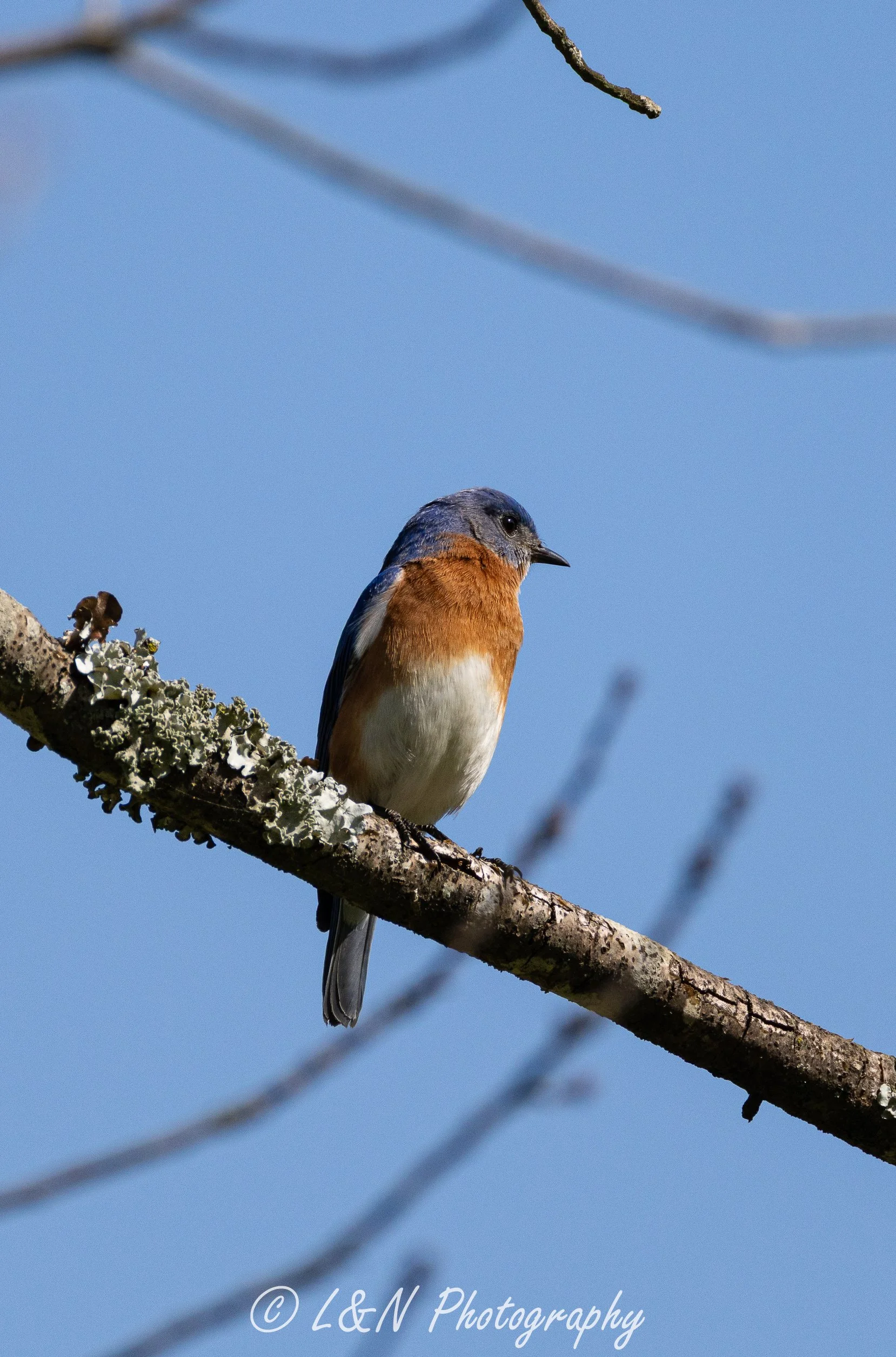 A small bird with brown, gray, and white feathers perched on a lichen-covered tree branch against a clear blue sky.