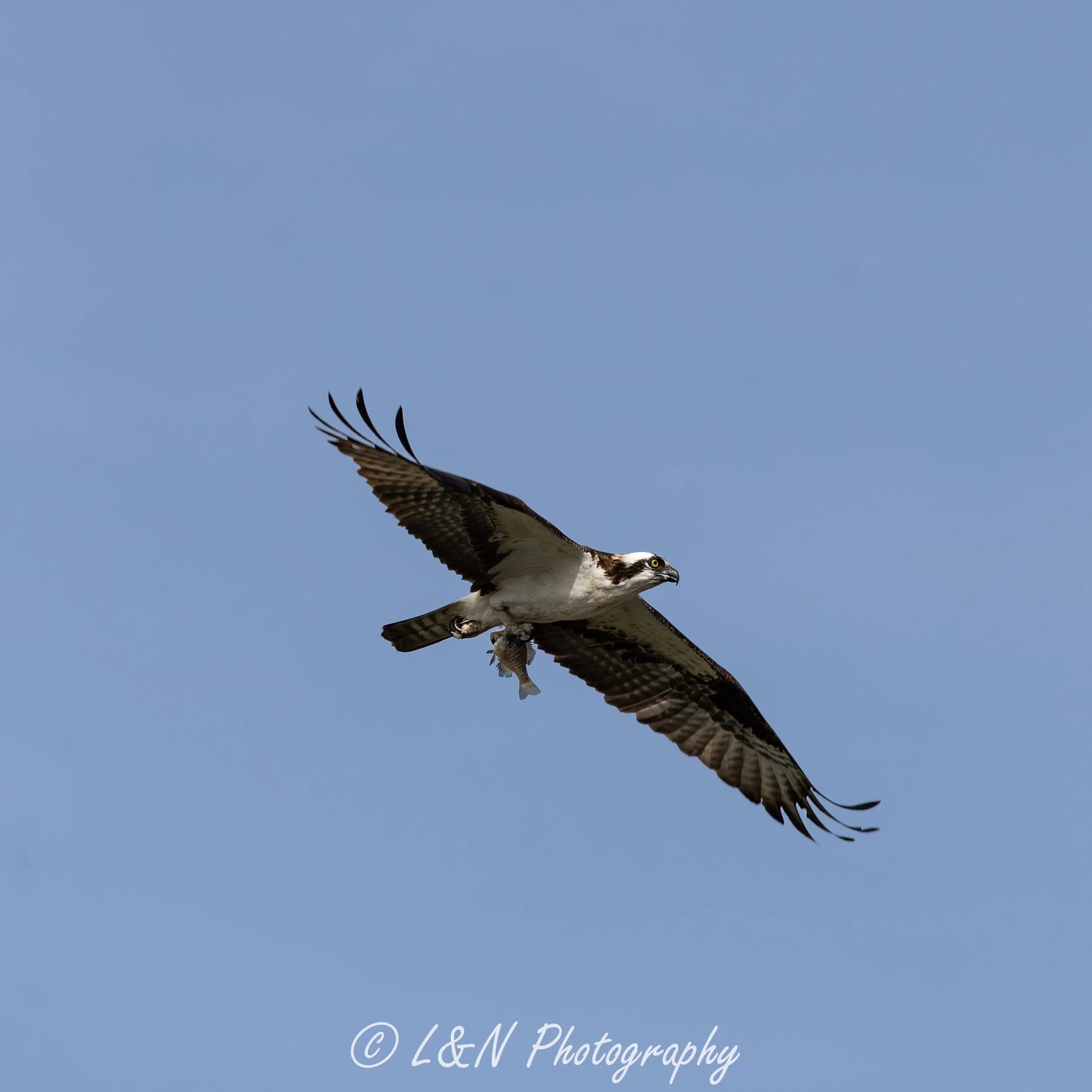 IMG_8569-Enhanced-NR.jpg