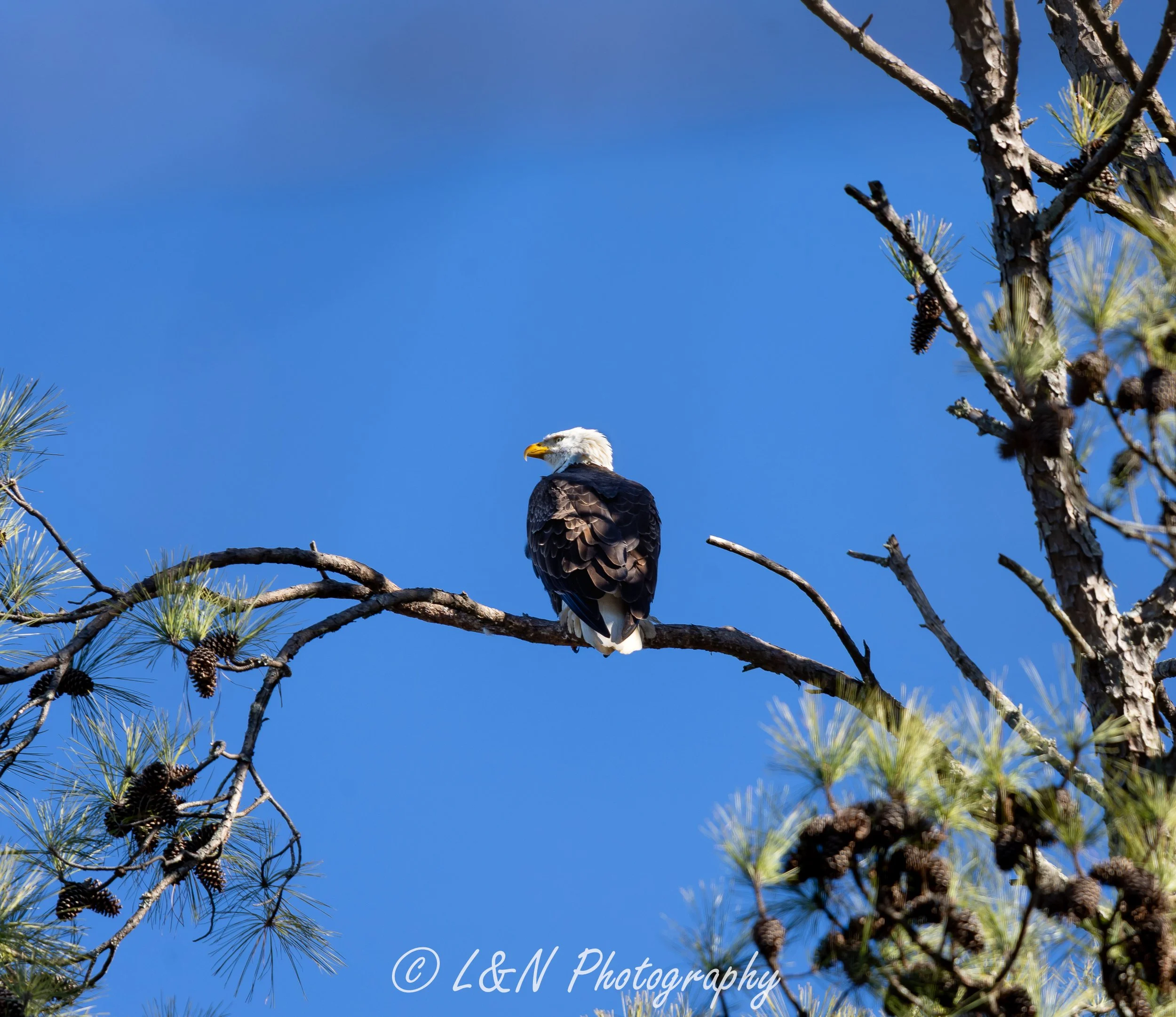 LN_Photo_-29.jpg