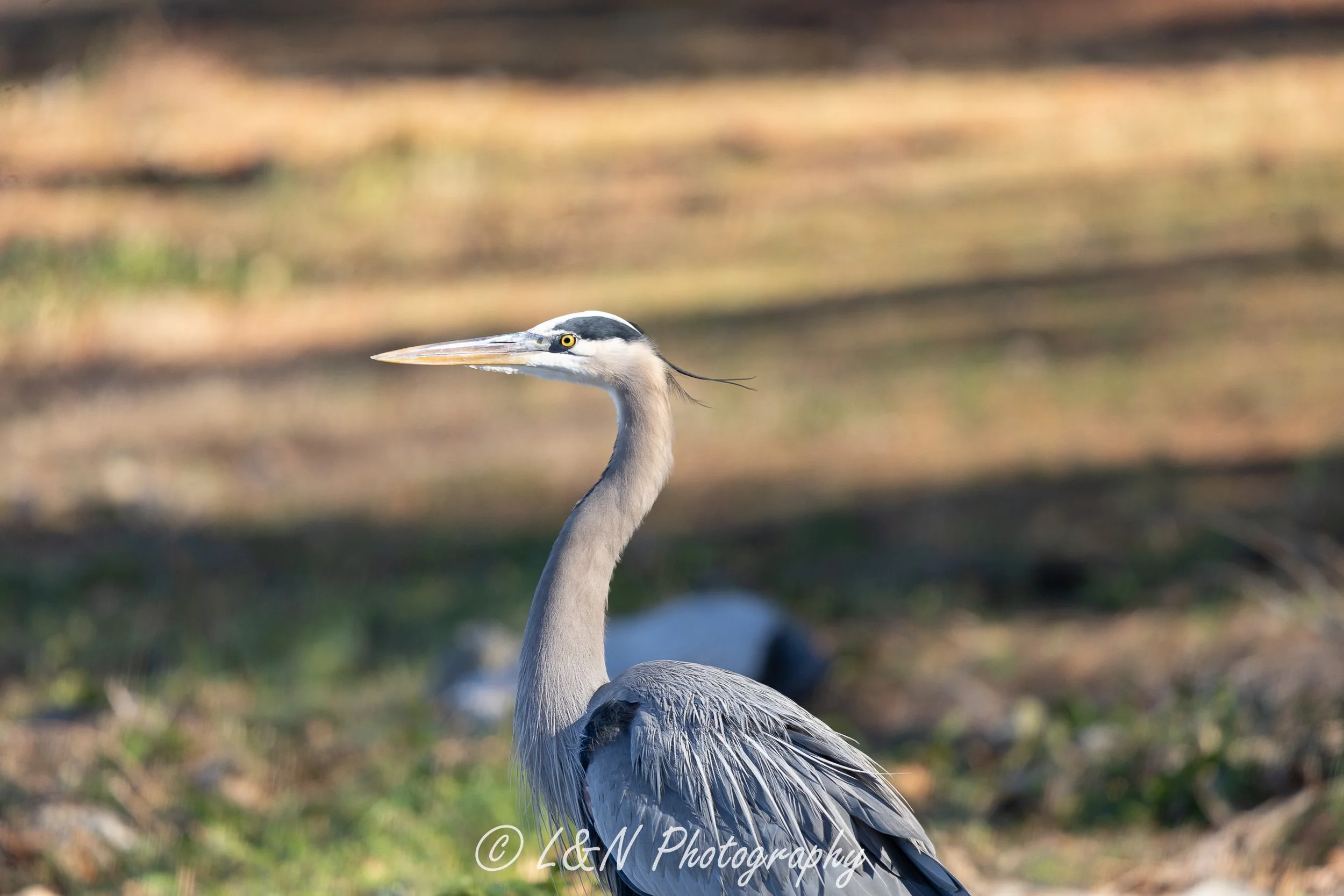 LN_Photo_-20.jpg