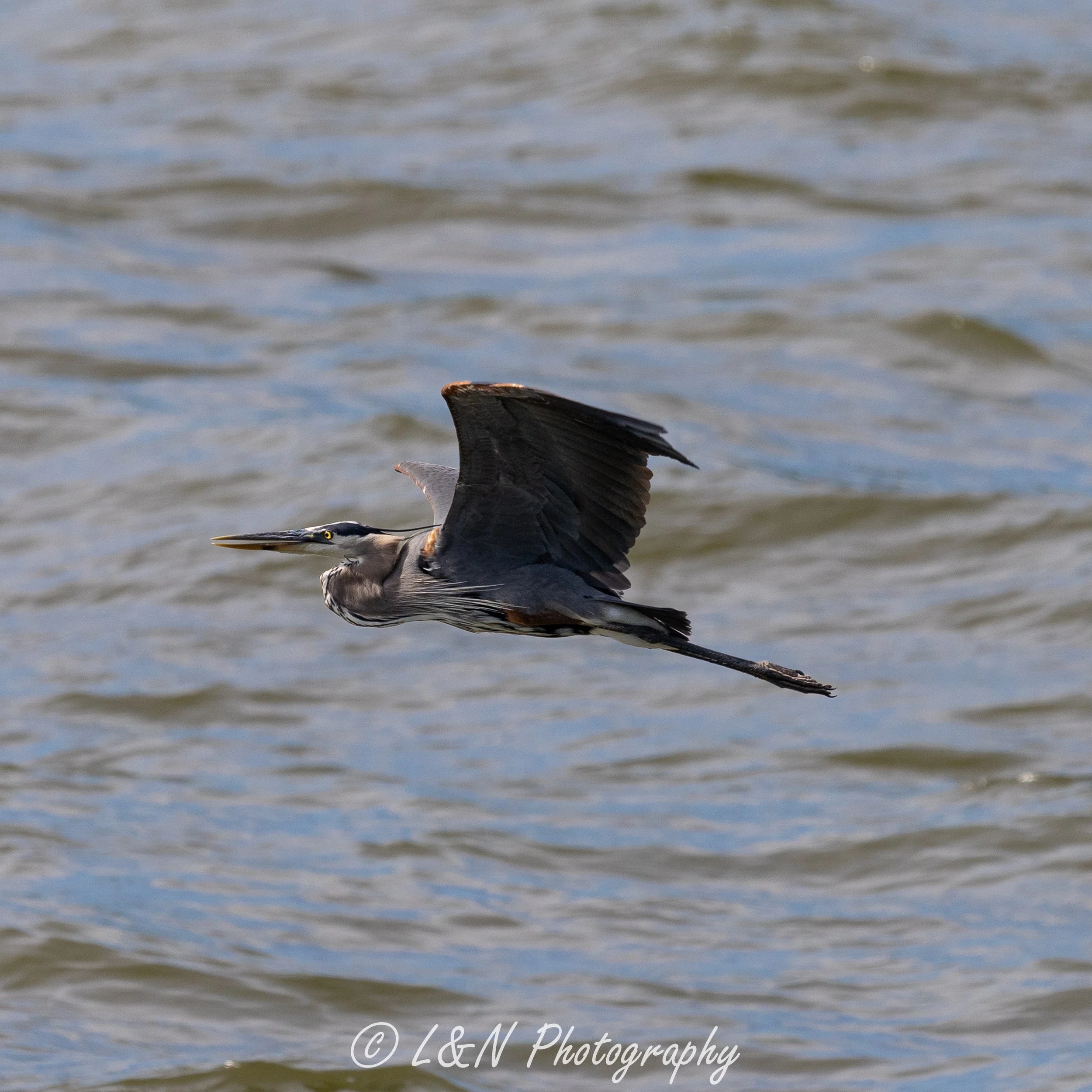 IMG_8536.jpg