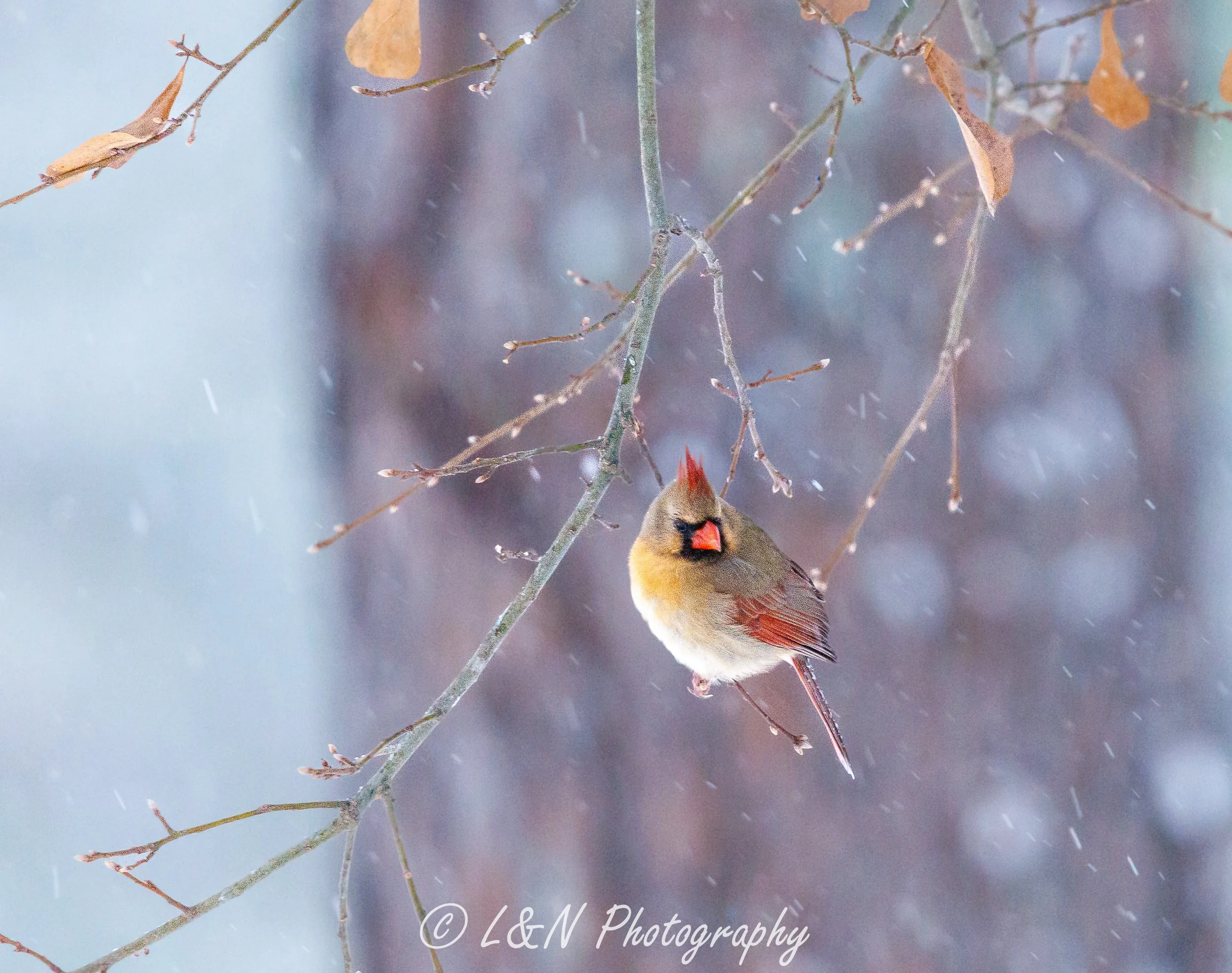 LN_Photo_-32.jpg