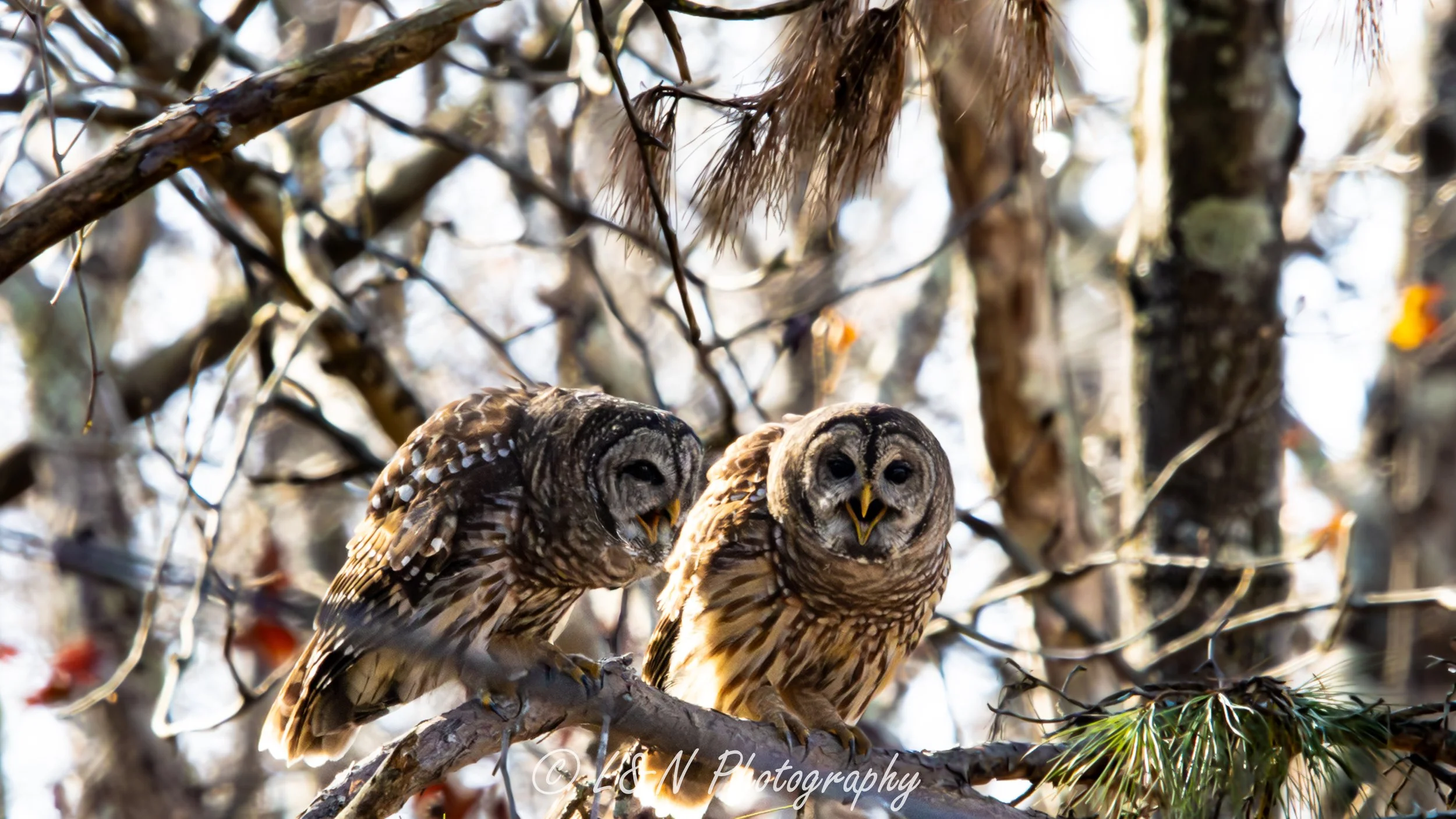 IMG_4446-Edit-2.jpg